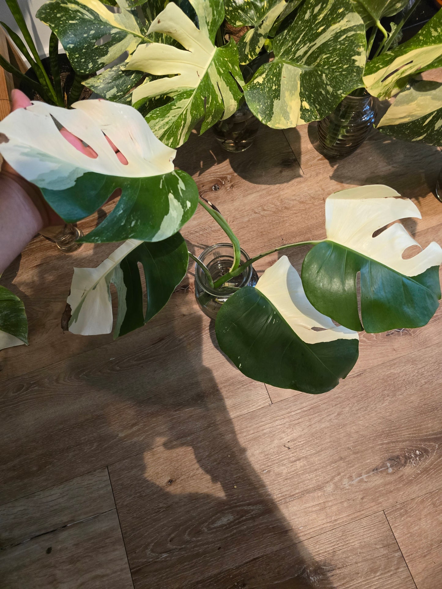 Root in moss 4+ leaves- Monstera Delisiosa 'Albo' Variegated Rare Plant- Get Similar - 🪴 Voelk Art & Plants Inc 🪴