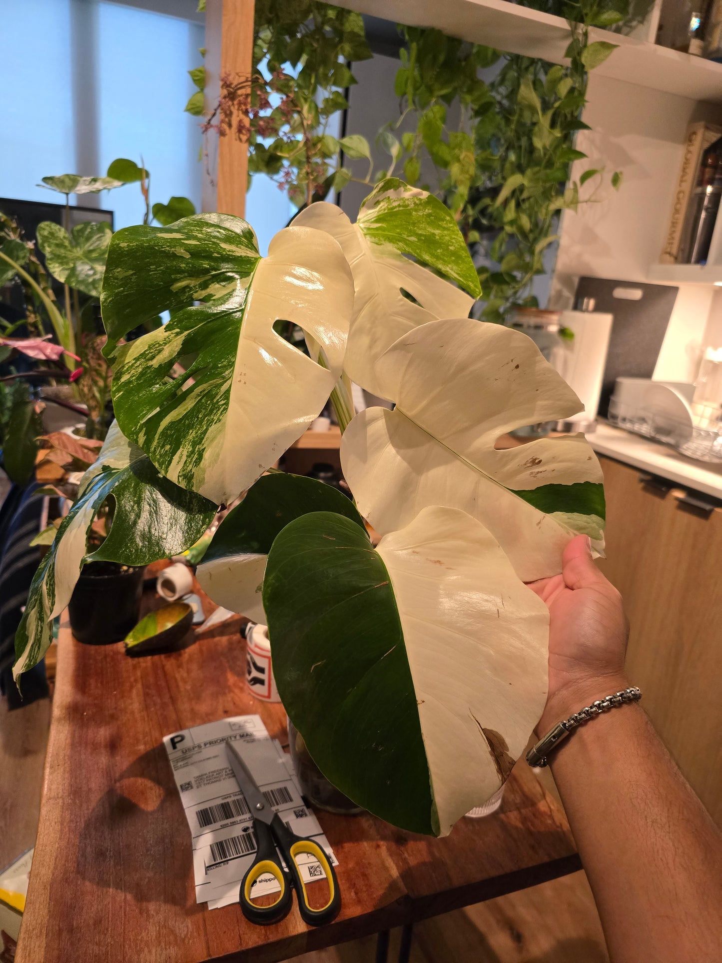 Root in moss 4+ leaves- Monstera Delisiosa 'Albo' Variegated Rare Plant- Get Similar - 🪴 Voelk Art & Plants Inc 🪴