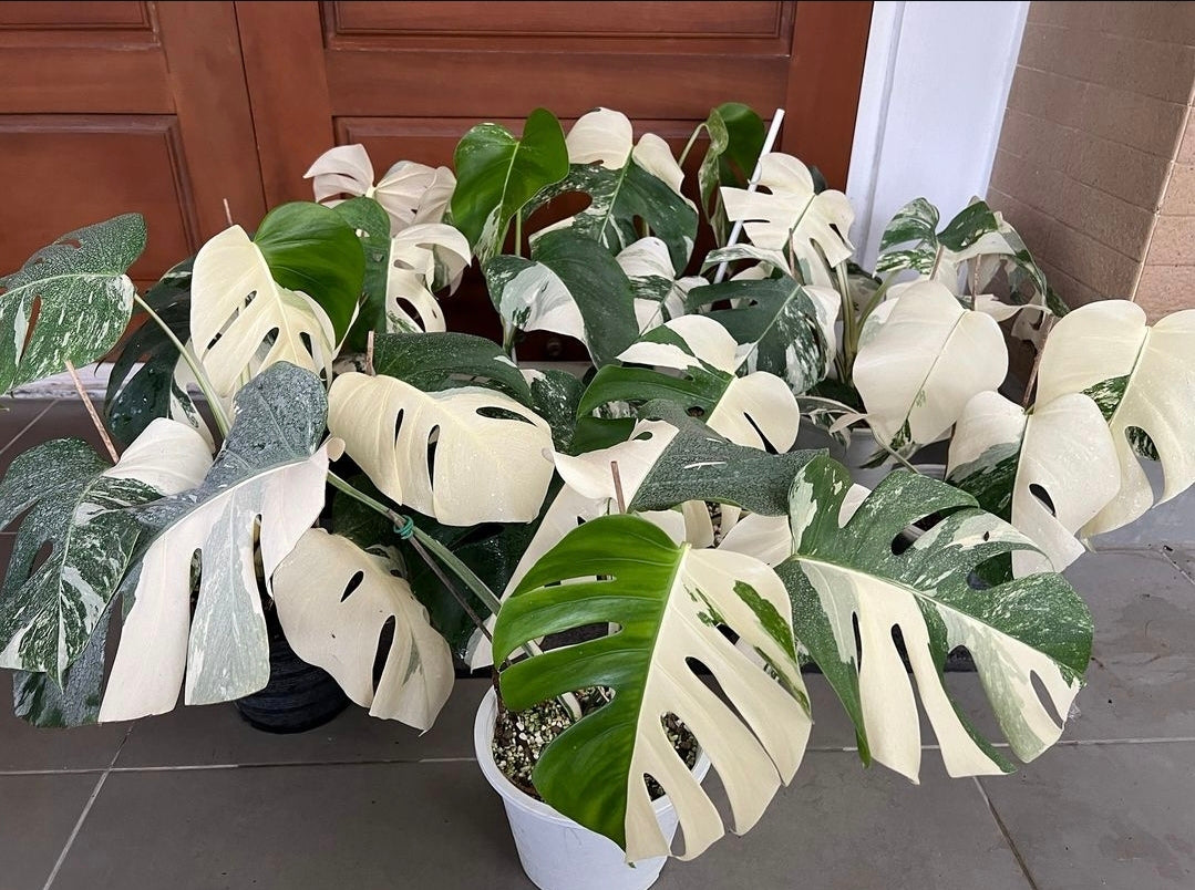 Root in moss 4+ leaves- Monstera Delisiosa 'Albo' Variegated Rare Plant- Get Similar - 🪴 Voelk Art & Plants Inc 🪴