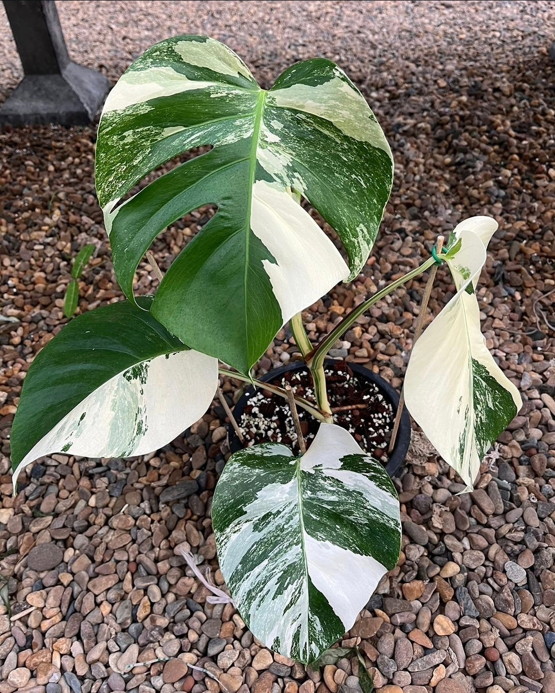 Root in moss 4+ leaves- Monstera Delisiosa 'Albo' Variegated Rare Plant- Get Similar - 🪴 Voelk Art & Plants Inc 🪴