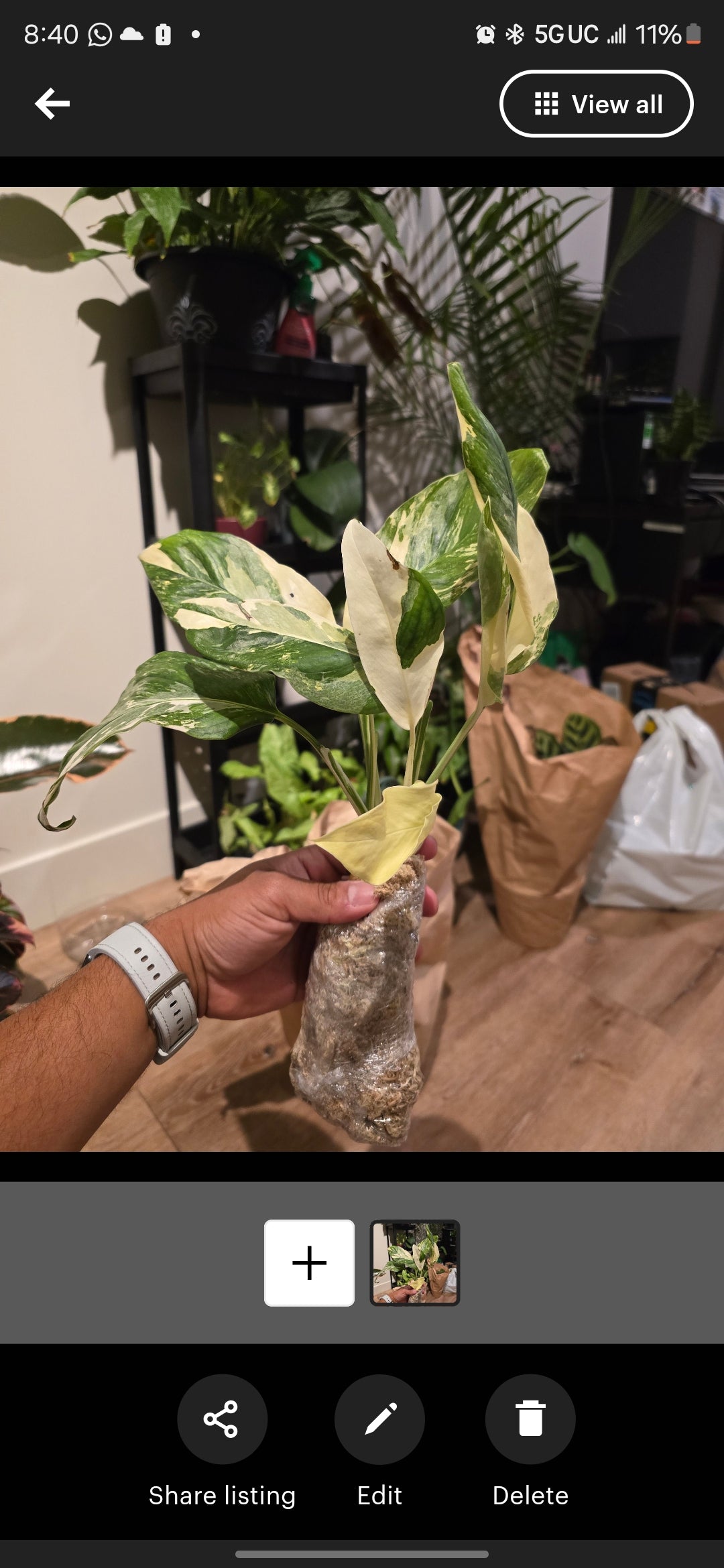 Root in moss 4+ leaves- Monstera Lecheriana Variegated Rare Plant- Get Similar - 🪴 Voelk Art & Plants Inc 🪴