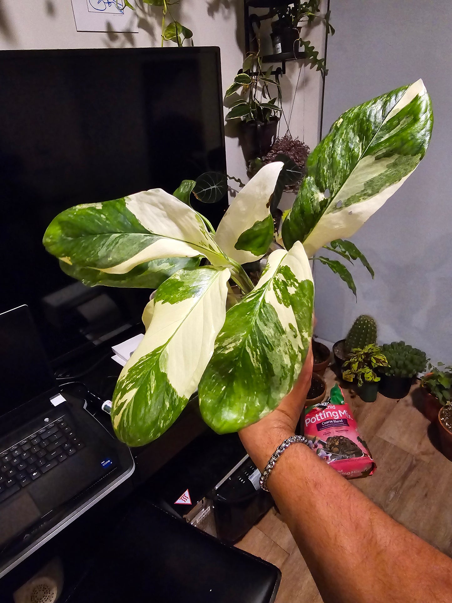Root in moss 4+ leaves- Monstera Lecheriana Variegated Rare Plant- Get Similar - 🪴 Voelk Art & Plants Inc 🪴
