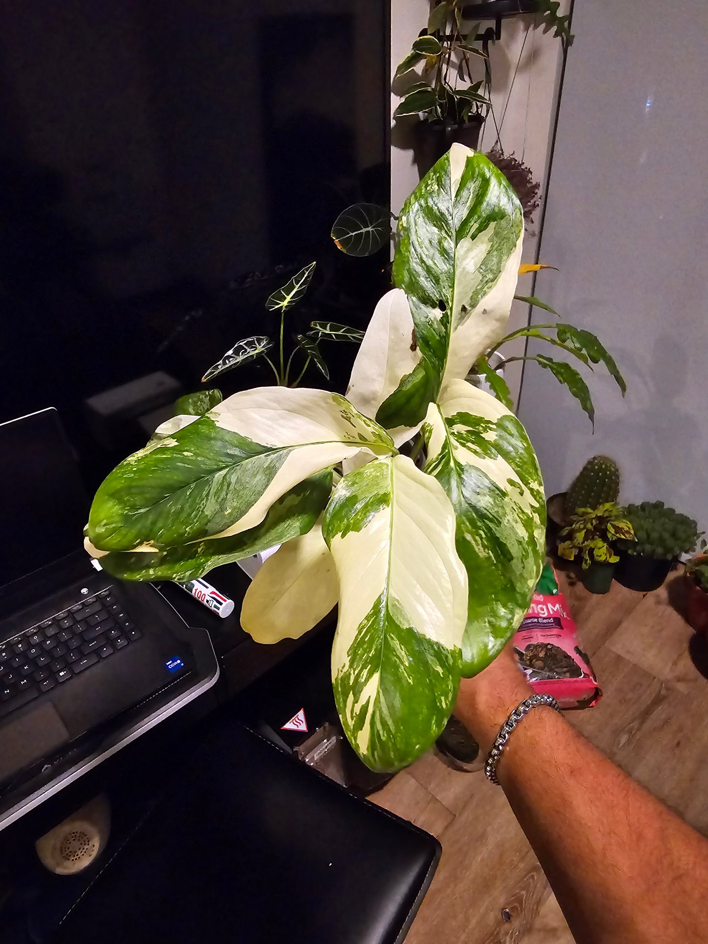 Root in moss 4+ leaves- Monstera Lecheriana Variegated Rare Plant- Get Similar - 🪴 Voelk Art & Plants Inc 🪴