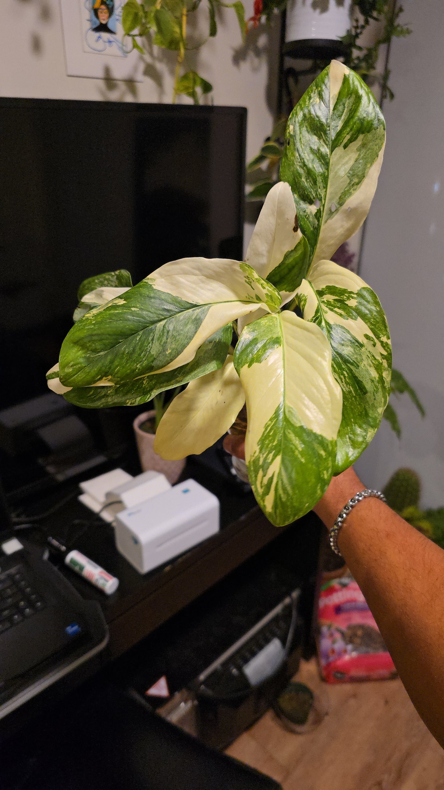 Root in moss 4+ leaves- Monstera Lecheriana Variegated Rare Plant- Get Similar - 🪴 Voelk Art & Plants Inc 🪴