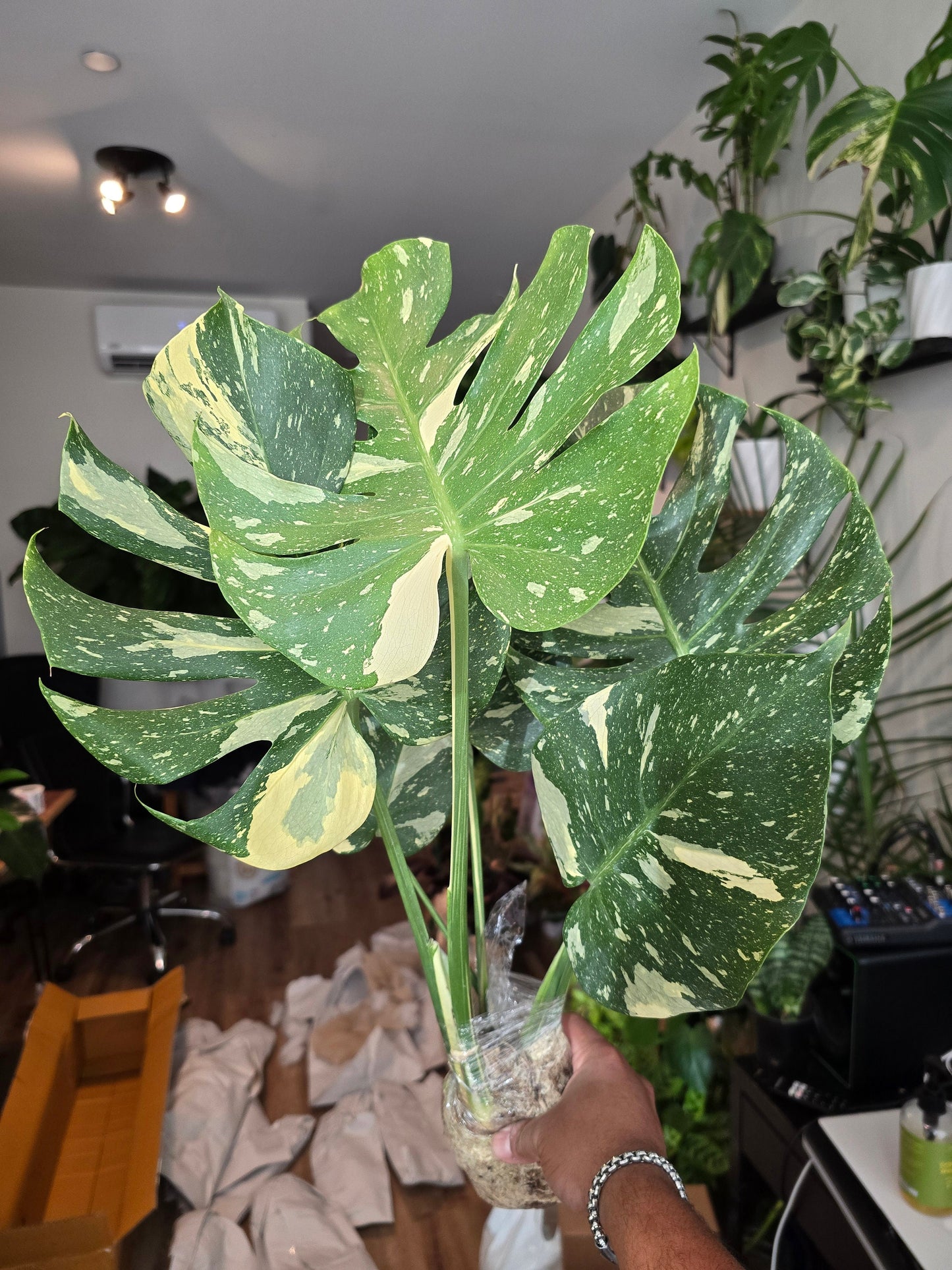 Root in moss, 5-6 leaves - Monstera Thai constellation- indoor shadow plant - Get similar as picture - 🪴 Voelk Art & Plants Inc 🪴