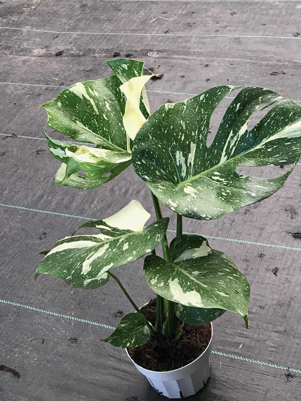 Root in moss, 5-6 leaves - Monstera Thai constellation- indoor shadow plant - Get similar as picture - 🪴 Voelk Art & Plants Inc 🪴
