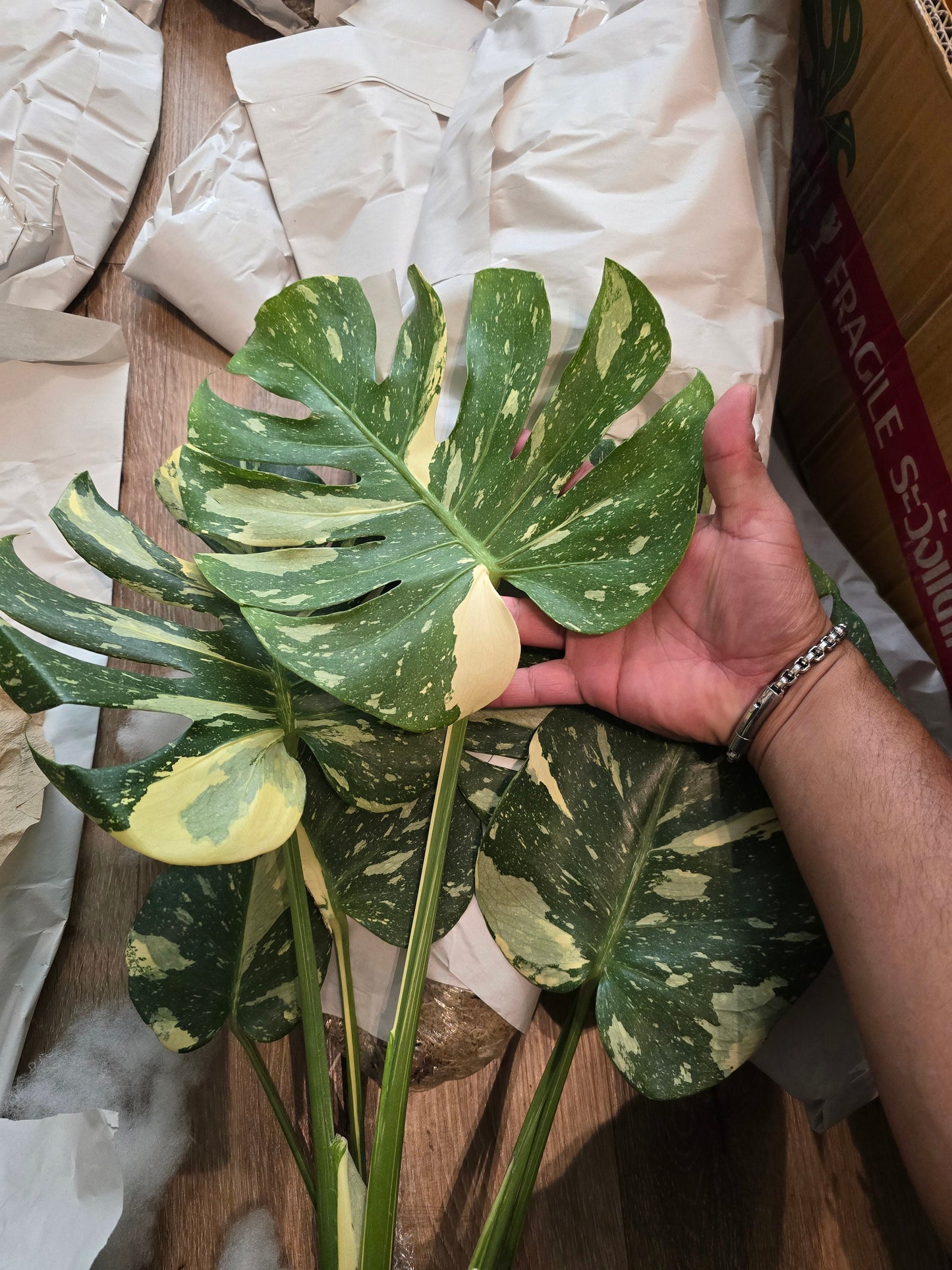 Root in moss, 5-6 leaves - Monstera Thai constellation- indoor shadow plant - Get similar as picture - 🪴 Voelk Art & Plants Inc 🪴
