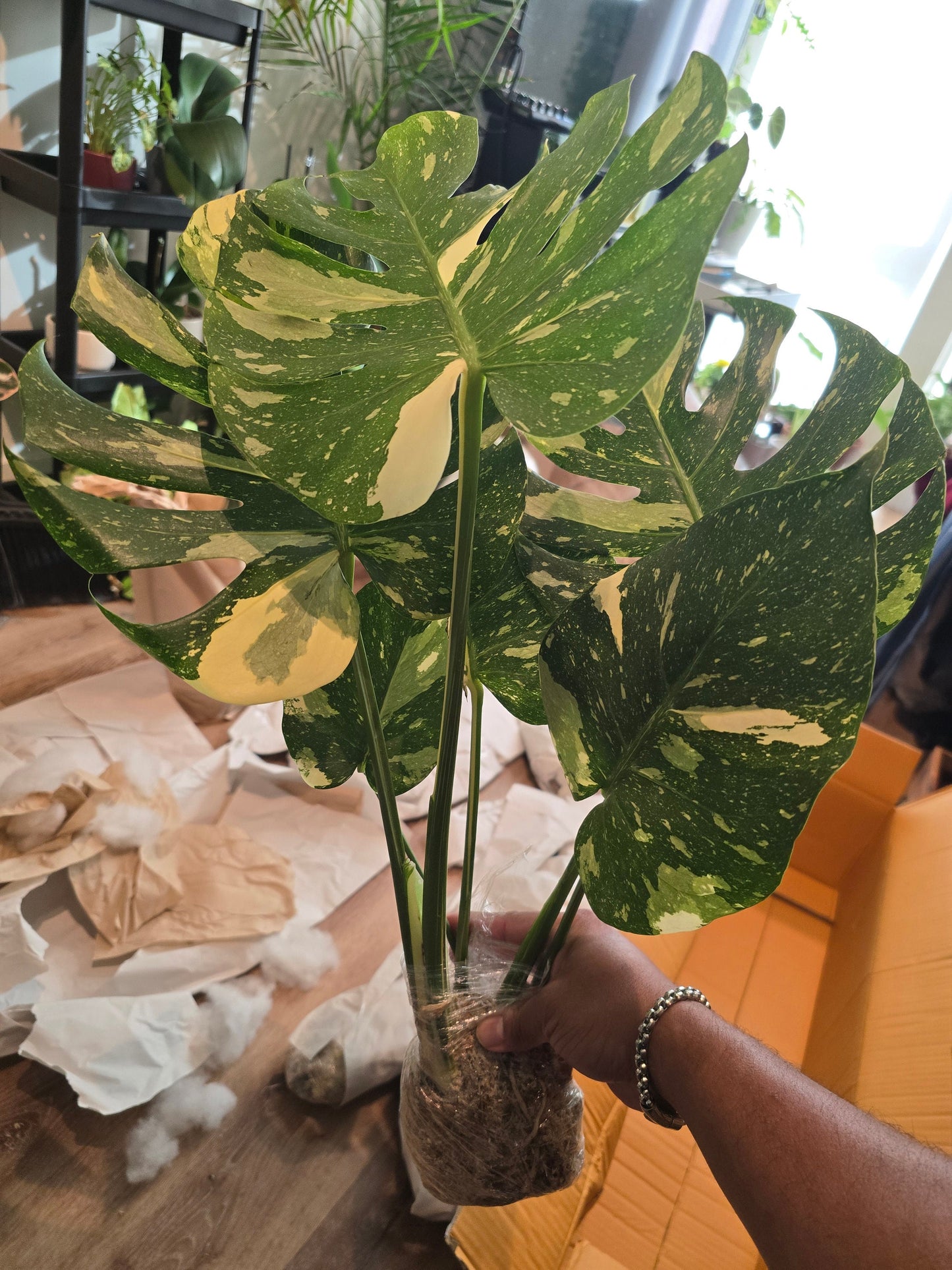 Root in moss, 5-6 leaves - Monstera Thai constellation- indoor shadow plant - Get similar as picture - 🪴 Voelk Art & Plants Inc 🪴
