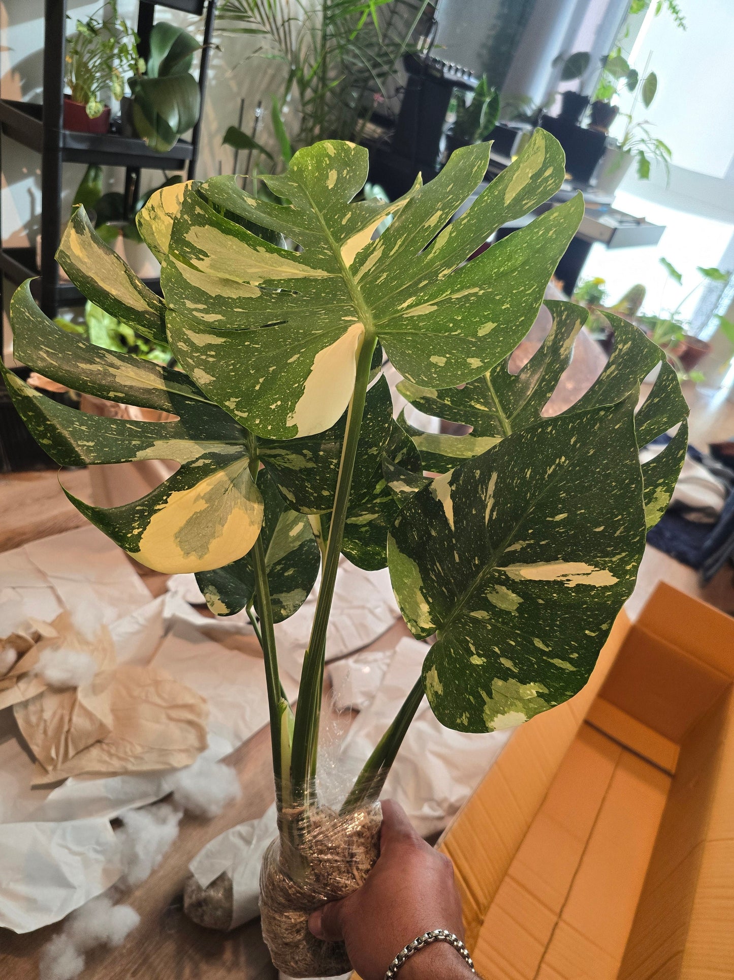 Root in moss, 5-6 leaves - Monstera Thai constellation- indoor shadow plant - Get similar as picture - 🪴 Voelk Art & Plants Inc 🪴