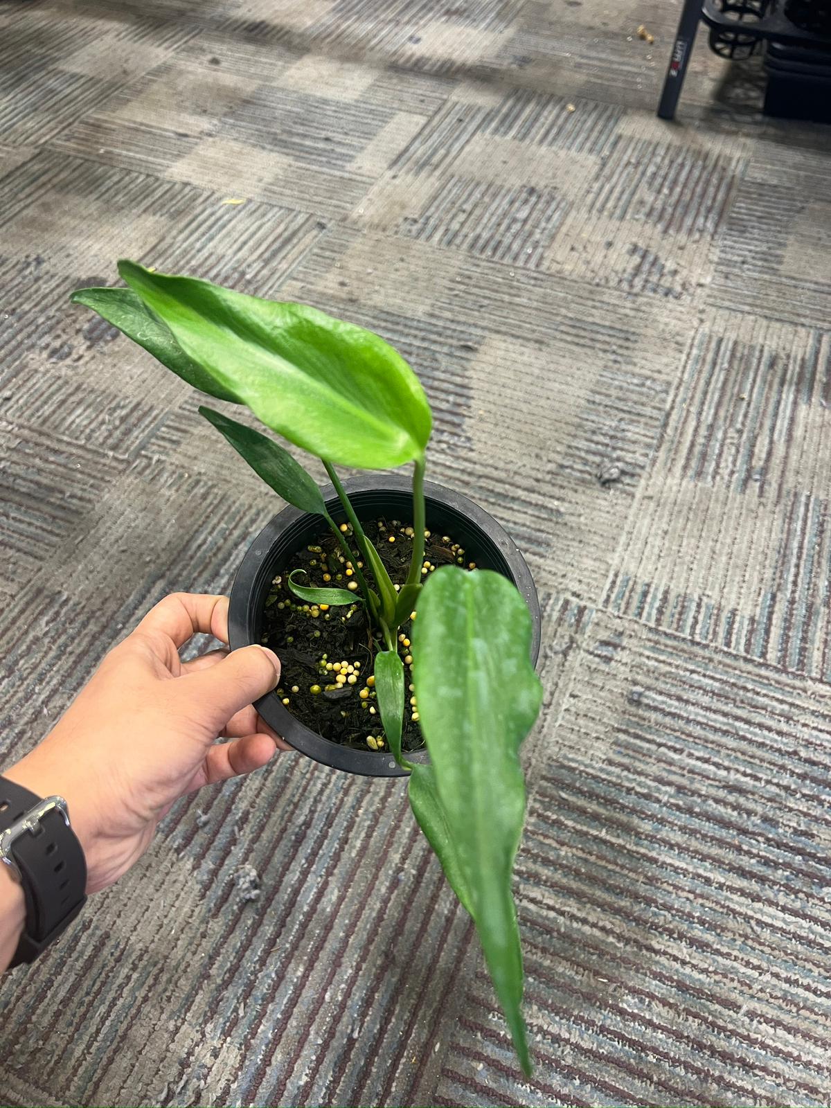 Root in moss cut 3-4 leaves- Monstera Burle Marx Rare smaller Plant- Get Similar - 🪴 Voelk Art & Plants Inc 🪴