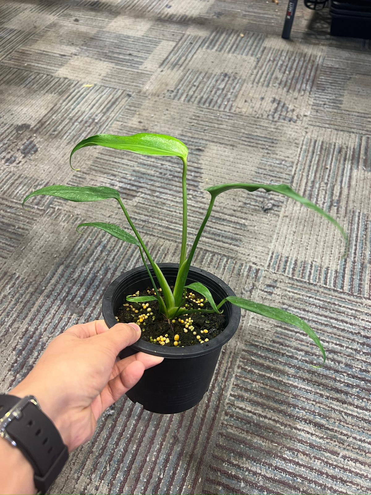 Root in moss cut 3-4 leaves- Monstera Burle Marx Rare smaller Plant- Get Similar - 🪴 Voelk Art & Plants Inc 🪴