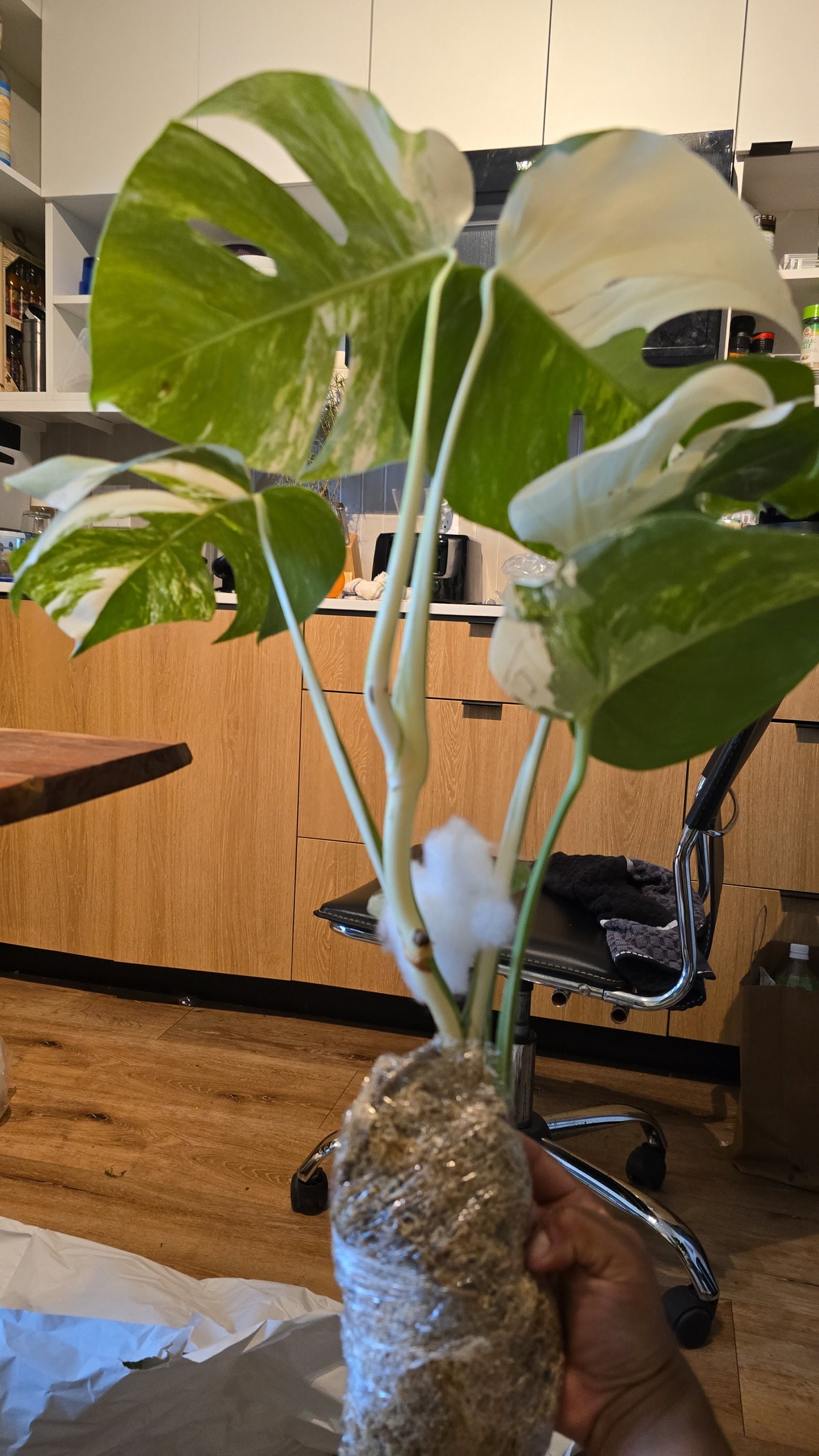 Rooted in moss - Monstera Albo, 5-6 leaves - Get similar to the picture - may ship ASAP in USA CA -pic from farm - 🪴 Voelk Art & Plants Inc 🪴