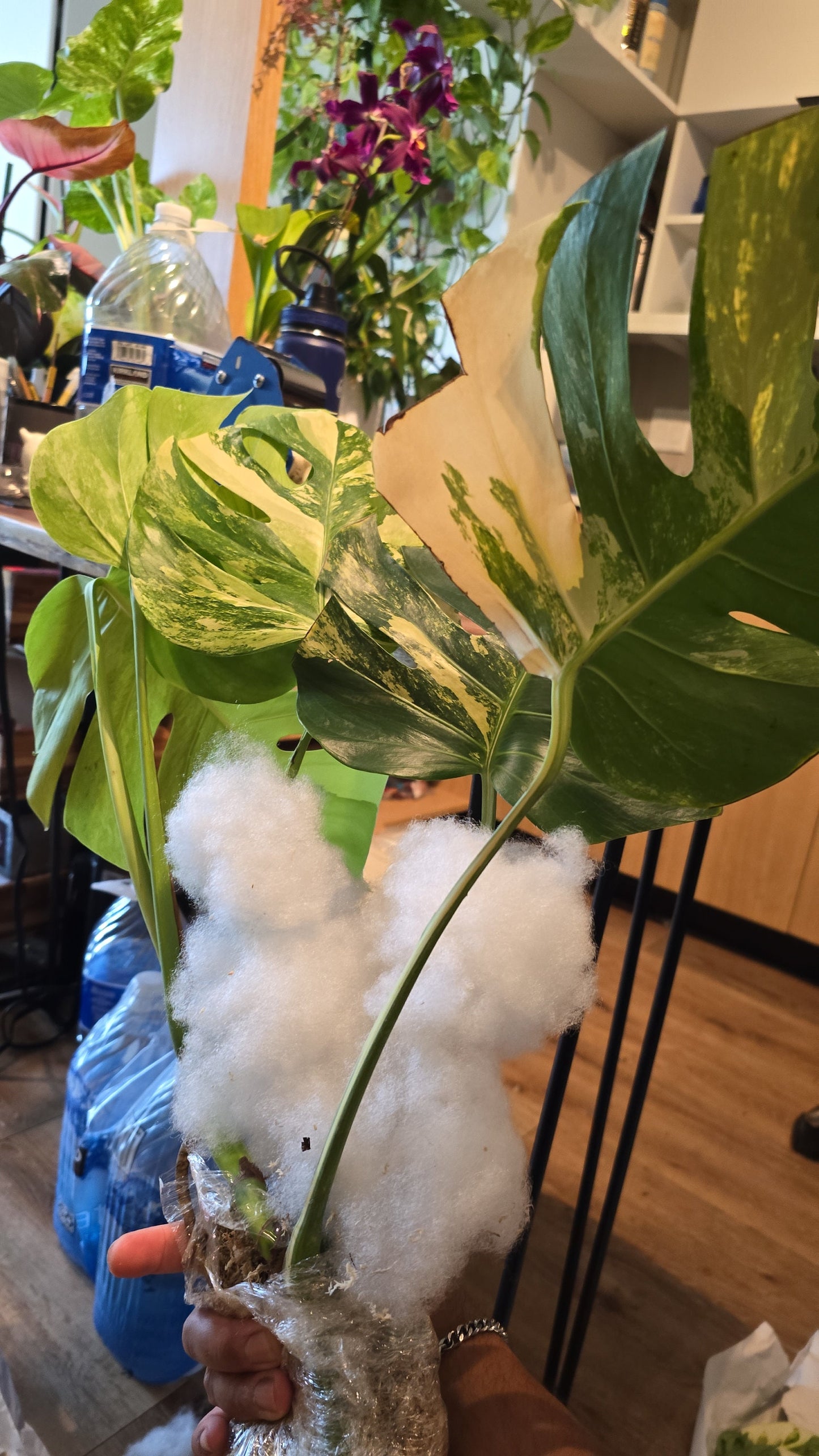 Rooted in moss - Monstera Albo, 5-6 leaves - Get similar to the picture - may ship ASAP in USA CA -pic from farm - 🪴 Voelk Art & Plants Inc 🪴