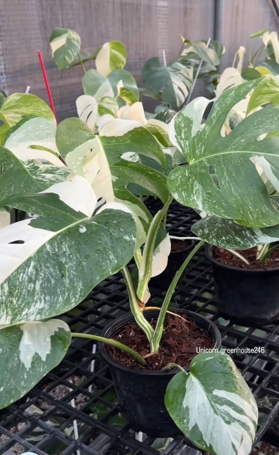 Rooted in moss - Monstera Albo, 5-6 leaves - Get similar to the picture - may ship ASAP in USA CA -pic from farm - 🪴 Voelk Art & Plants Inc 🪴
