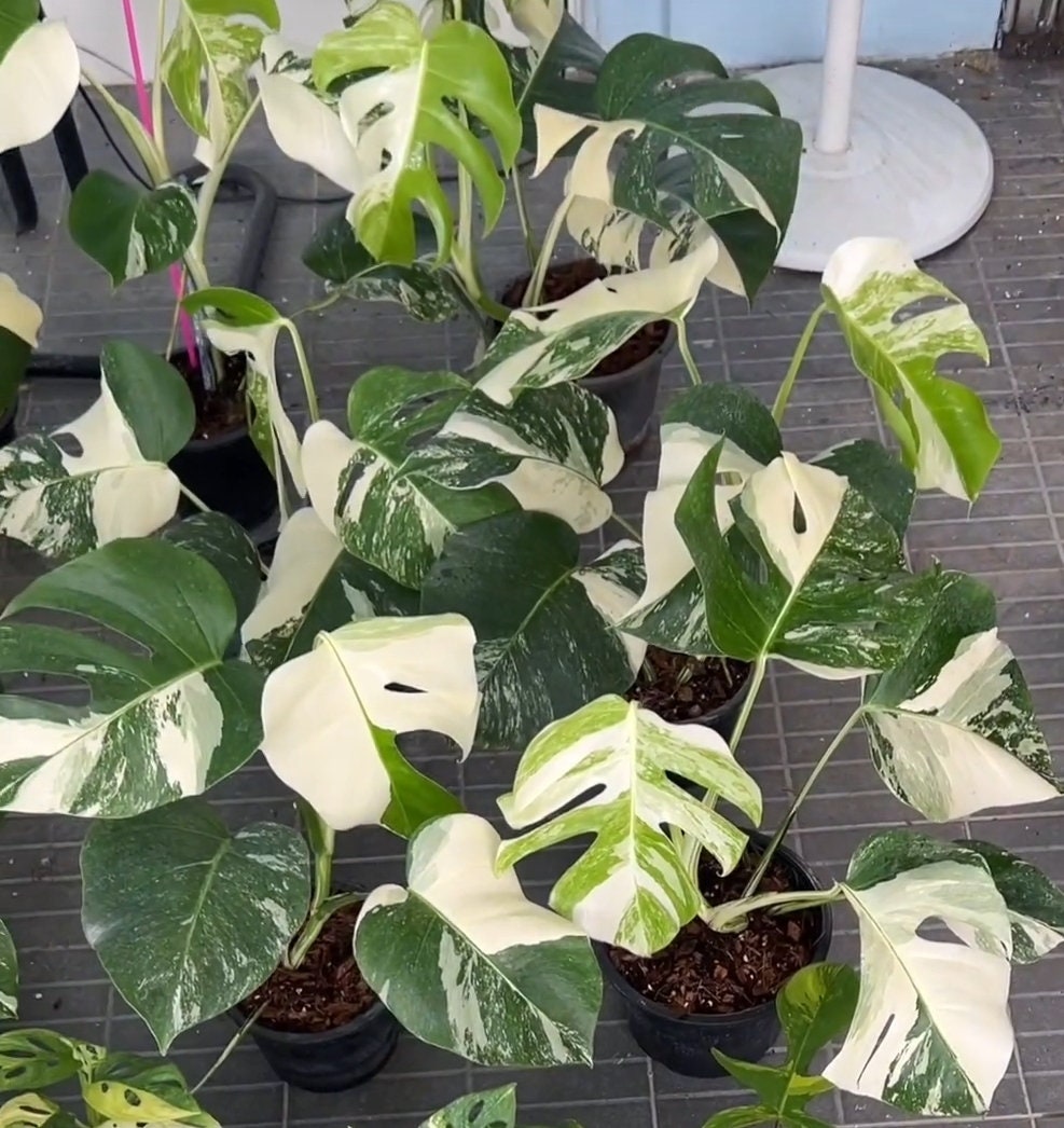 Rooted in moss - Monstera Albo, 5-6 leaves - Get similar to the picture - may ship ASAP in USA CA -pic from farm - 🪴 Voelk Art & Plants Inc 🪴