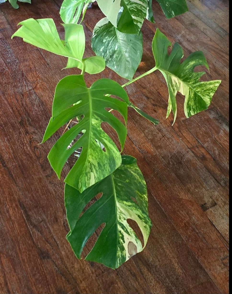 Rooted in moss - Monstera Aurea, 5-6 leaves - Get similar to the picture - may ship ASAP in USA CA - 🪴 Voelk Art & Plants Inc 🪴