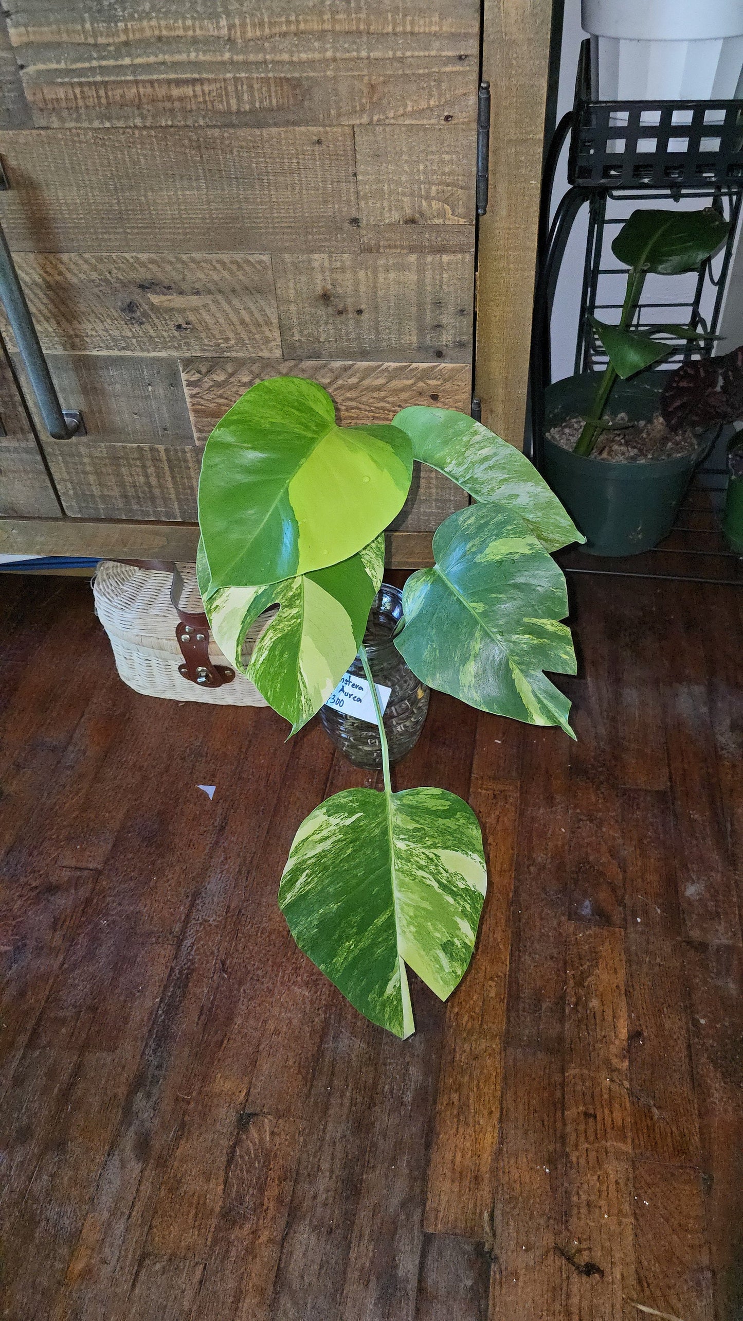 Rooted in moss - Monstera Aurea, 5-6 leaves - Get similar to the picture - may ship ASAP in USA CA - 🪴 Voelk Art & Plants Inc 🪴
