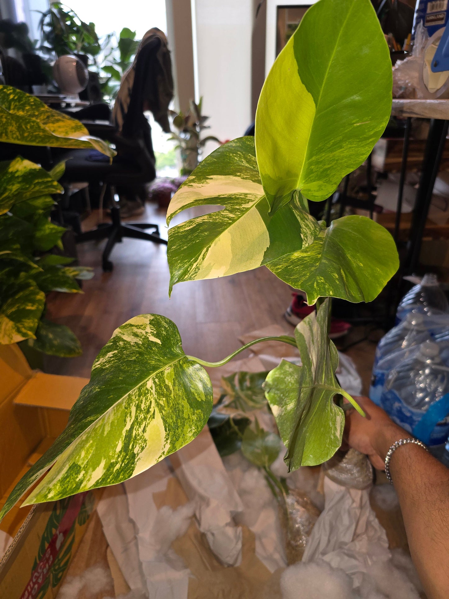 Rooted in moss - Monstera Aurea, 5-6 leaves - Get similar to the picture - may ship ASAP in USA CA - 🪴 Voelk Art & Plants Inc 🪴