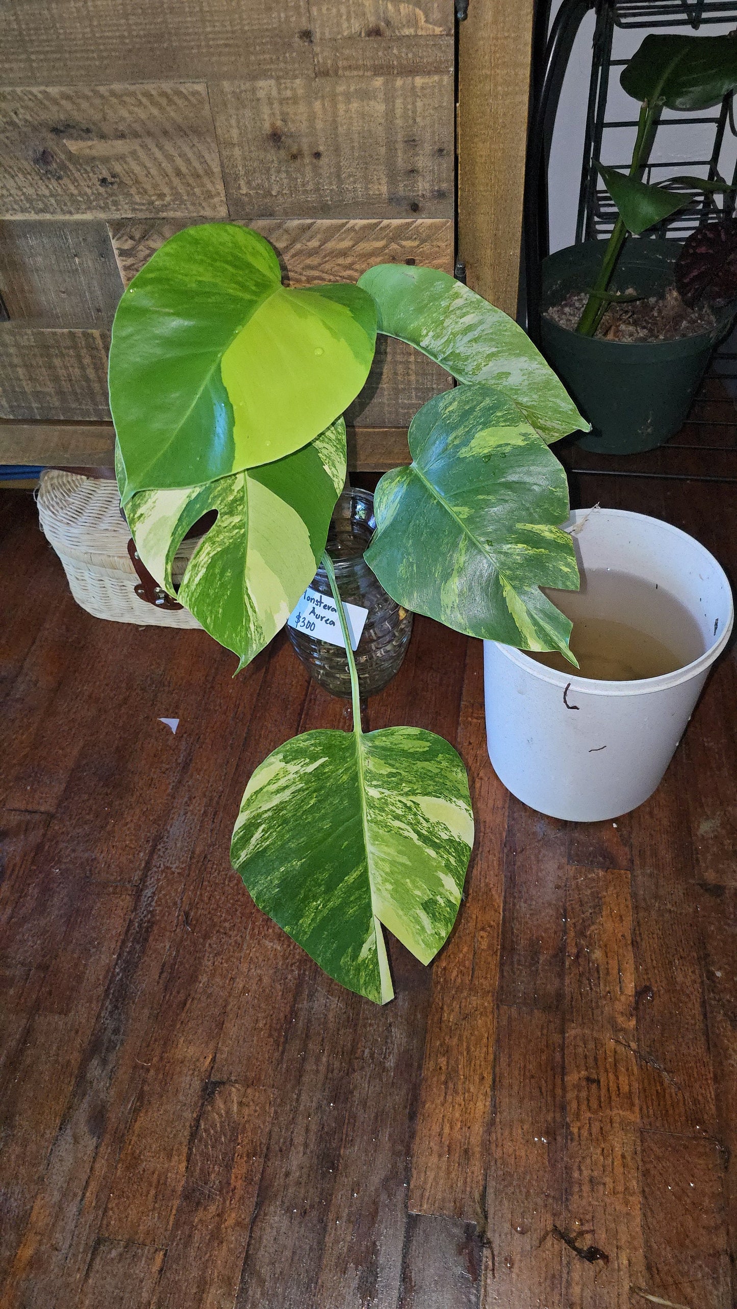 Rooted in moss - Monstera Aurea, 5-6 leaves - Get similar to the picture - may ship ASAP in USA CA - 🪴 Voelk Art & Plants Inc 🪴