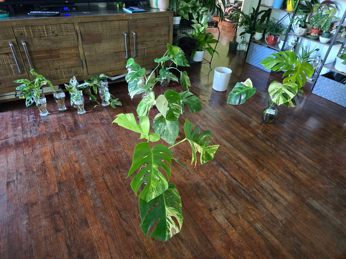 Rooted in moss - Monstera Aurea, 5-6 leaves - Get similar to the picture - may ship ASAP in USA CA - 🪴 Voelk Art & Plants Inc 🪴