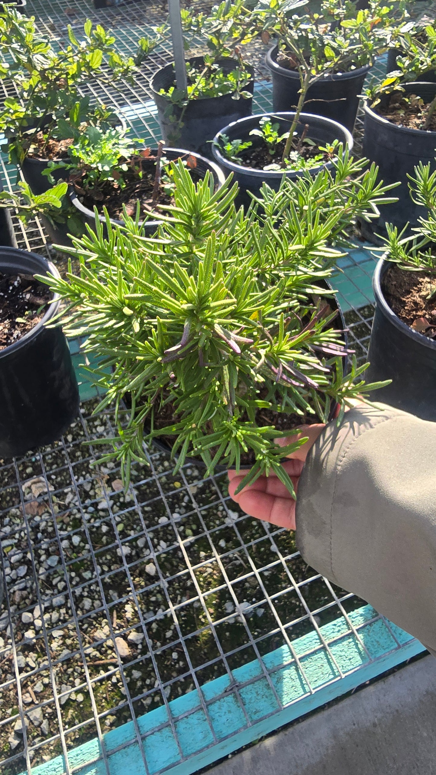 Rosmarinus officinalis 'Tuscan Blue' Rosemary plant 1 gal pot - Get similar - 🪴 Voelk Art & Plants Inc 🪴