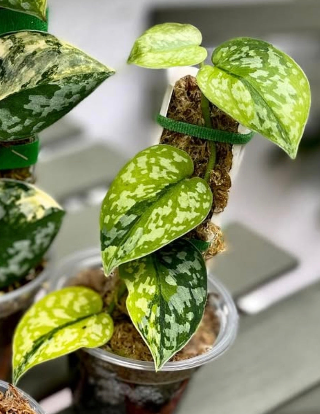 Scindapsus Apolaki, Root in moss 4-5 Get Similar (UG-019) - 🪴 Voelk Art & Plants Inc 🪴