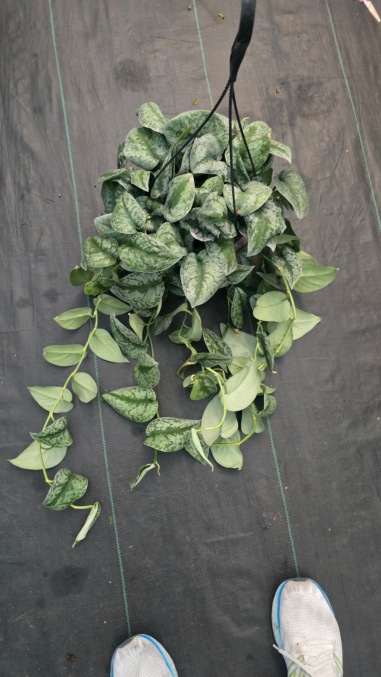 Scindapsus Exotica in a 8 inch basket pot - Get similar - 🪴 Voelk Art & Plants Inc 🪴