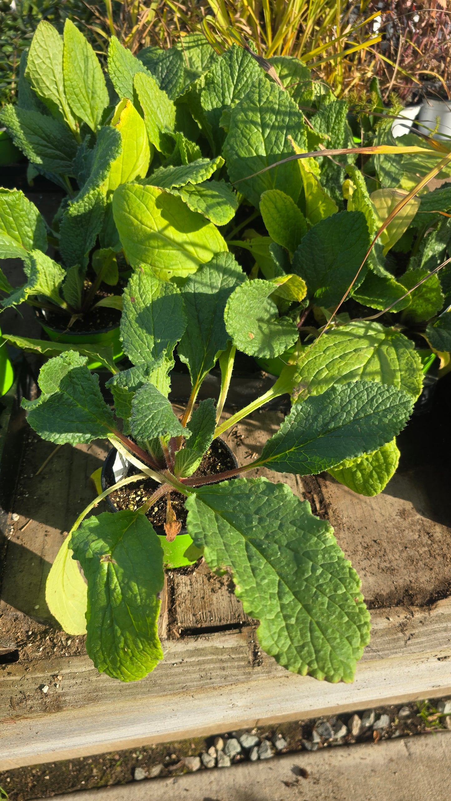 Stevia Sweet Edible plant in 4 inch pot- Get similar - 🪴 Voelk Art & Plants Inc 🪴