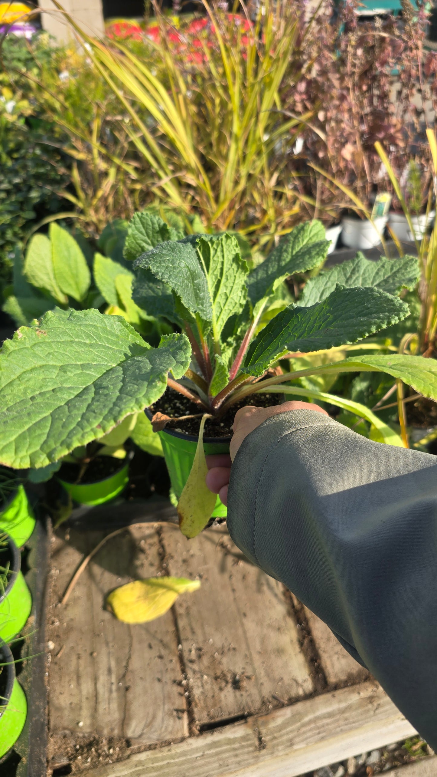 Stevia Sweet Edible plant in 4 inch pot- Get similar - 🪴 Voelk Art & Plants Inc 🪴