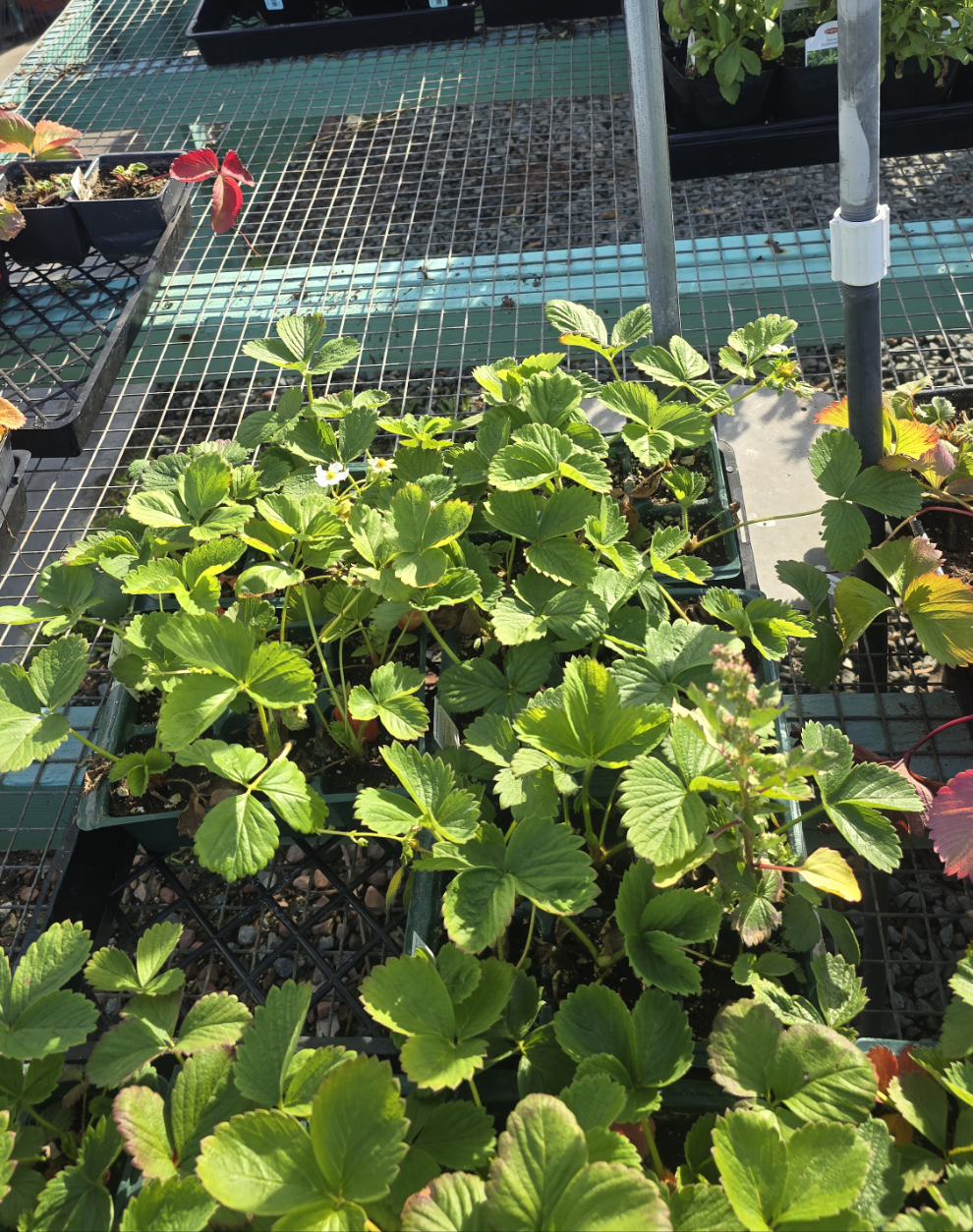 Strawberry Plant Fragaria × ananassa 6 pack - Get similar - 🪴 Voelk Art & Plants Inc 🪴