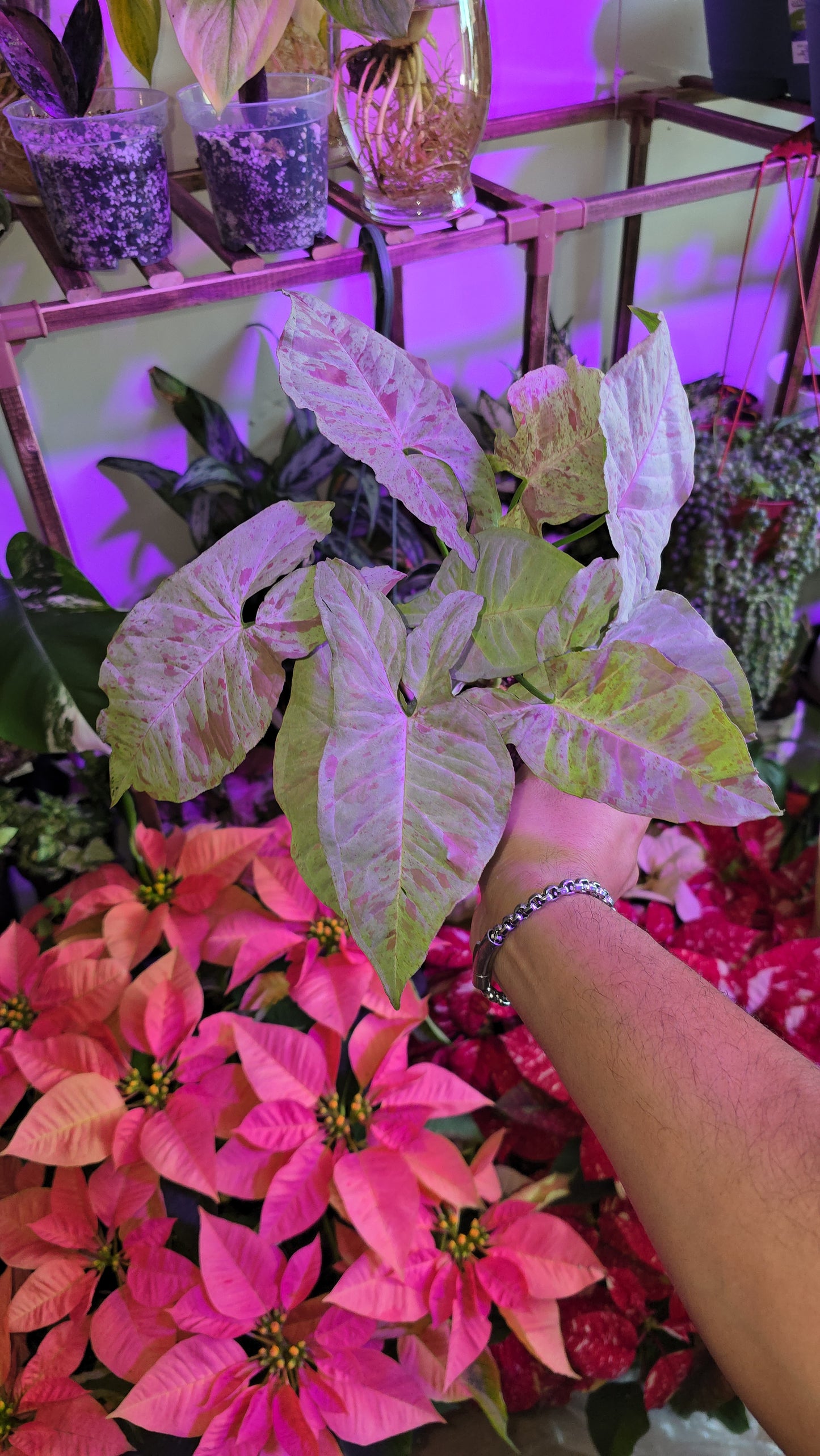 Syngonium Pink Confetti - Exact Plant, Dec 15, 2024 - 🪴 Voelk Art & Plants Inc 🪴