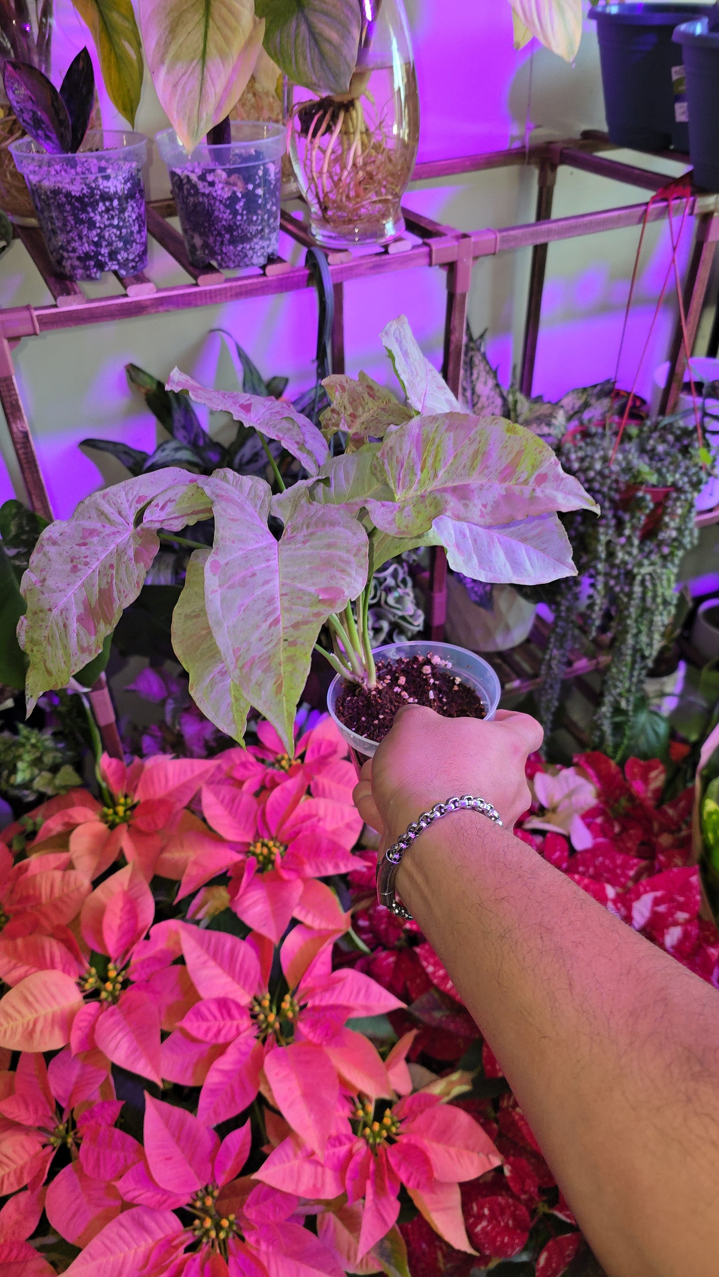 Syngonium Pink Confetti - Exact Plant, Dec 15, 2024 - 🪴 Voelk Art & Plants Inc 🪴
