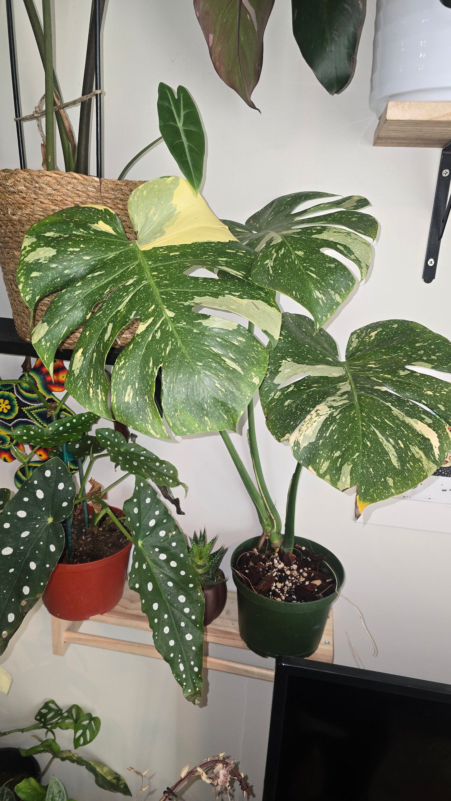 Thai Constellation Cream Brulee Exact Plant Big leaf - 🪴 Voelk Art & Plants Inc 🪴