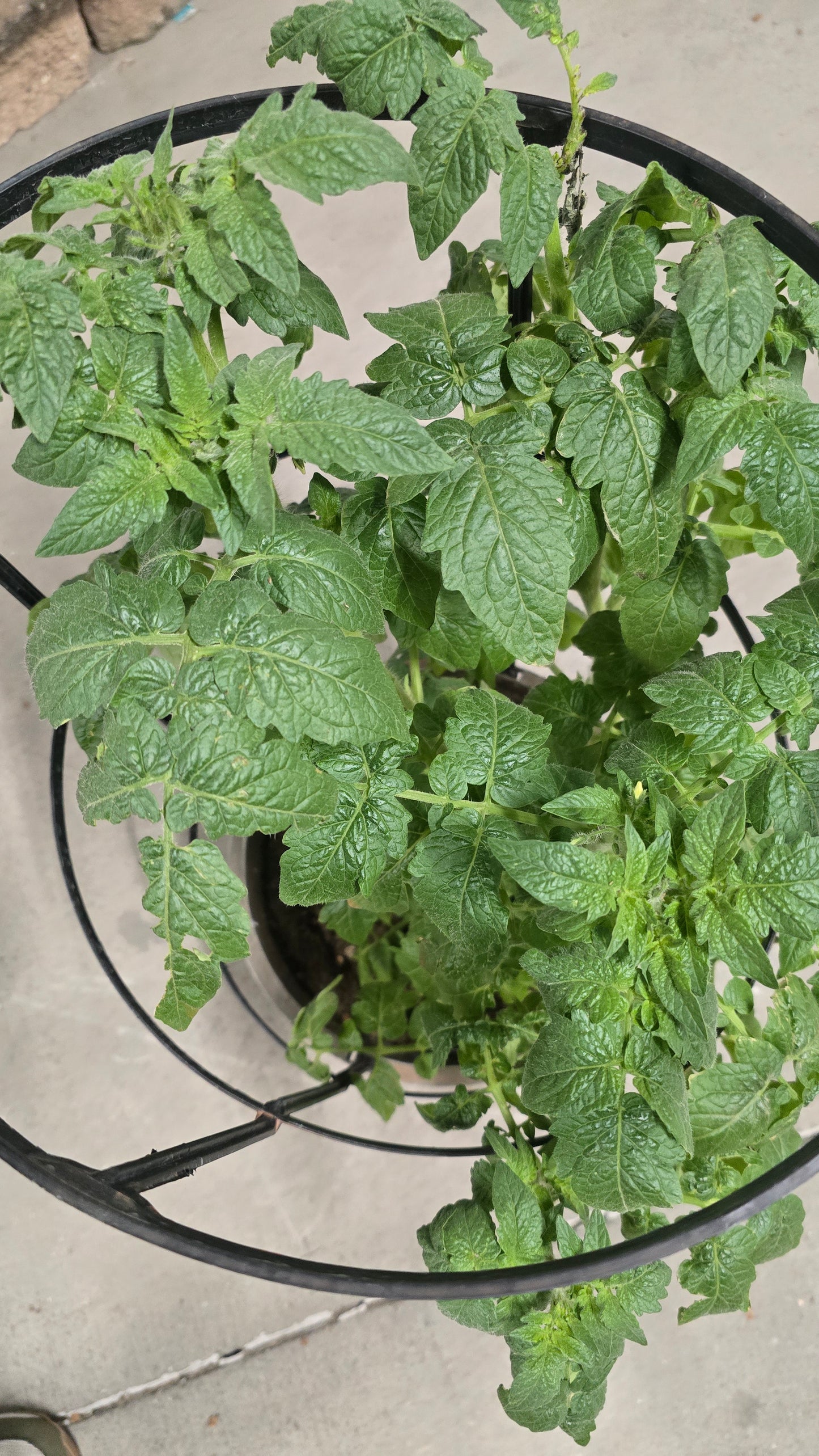 Tomato Cherry Plant 10 inch pot - Get similar - 🪴 Voelk Art & Plants Inc 🪴