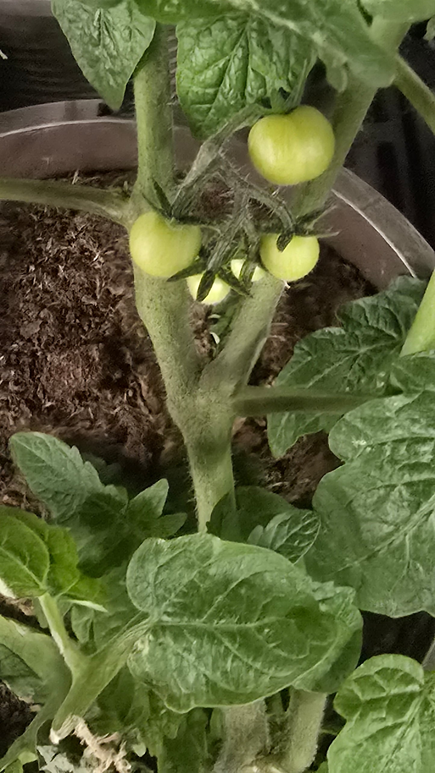 Tomato Cherry Plant 10 inch pot - Get similar - 🪴 Voelk Art & Plants Inc 🪴
