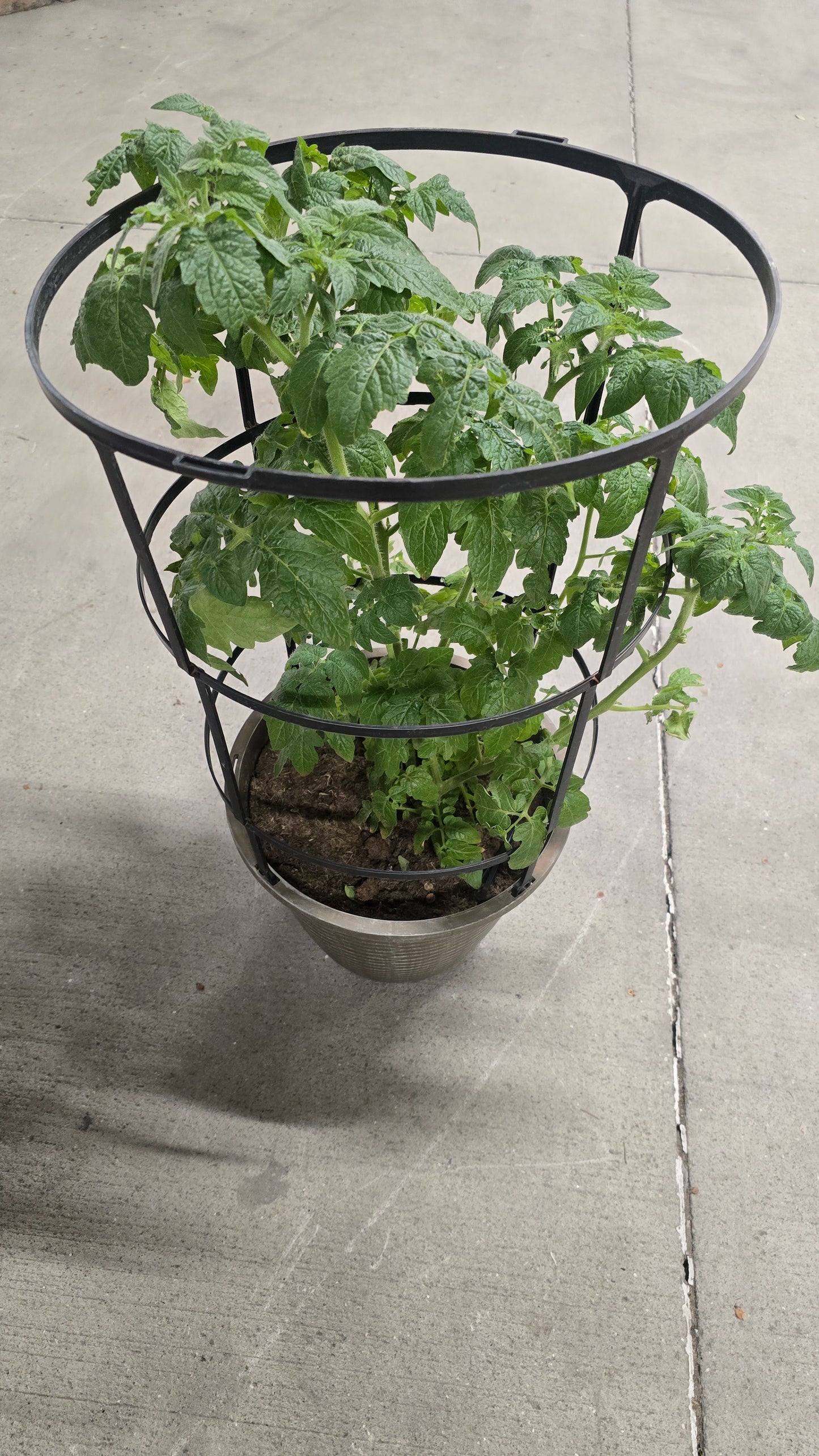 Tomato Cherry Plant 10 inch pot - Get similar - 🪴 Voelk Art & Plants Inc 🪴