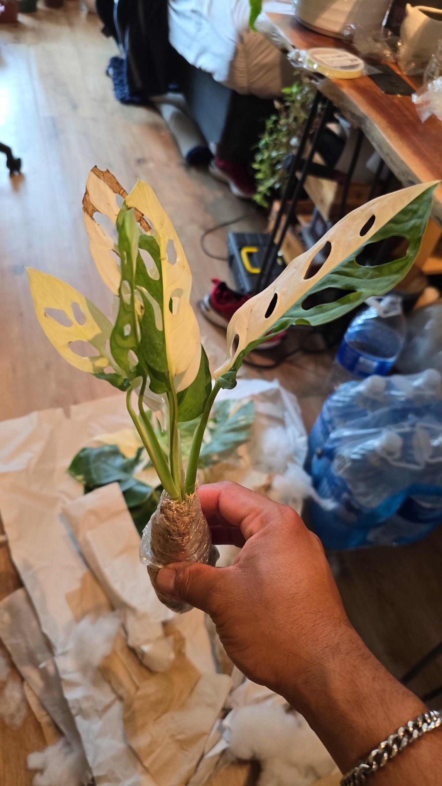 (UG-01)Rooted in moss - Monstera Cheese plant Adansonii Albo(green, white) - Get similar to the picture 5+ leaves, most likely ship ASAP, in USA - 🪴 Voelk Art & Plants Inc 🪴