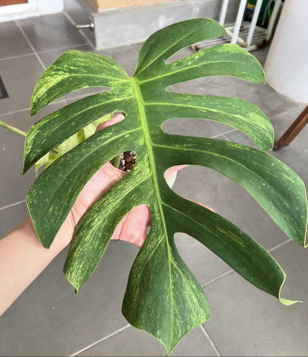 (UG-07)Root in moss 4+ leaves 1ft tall FULL PLANT- Monstera Delisiosa 'Mint' Variegated Rare Plant- Get Similar to the picture - 🪴 Voelk Art & Plants Inc 🪴