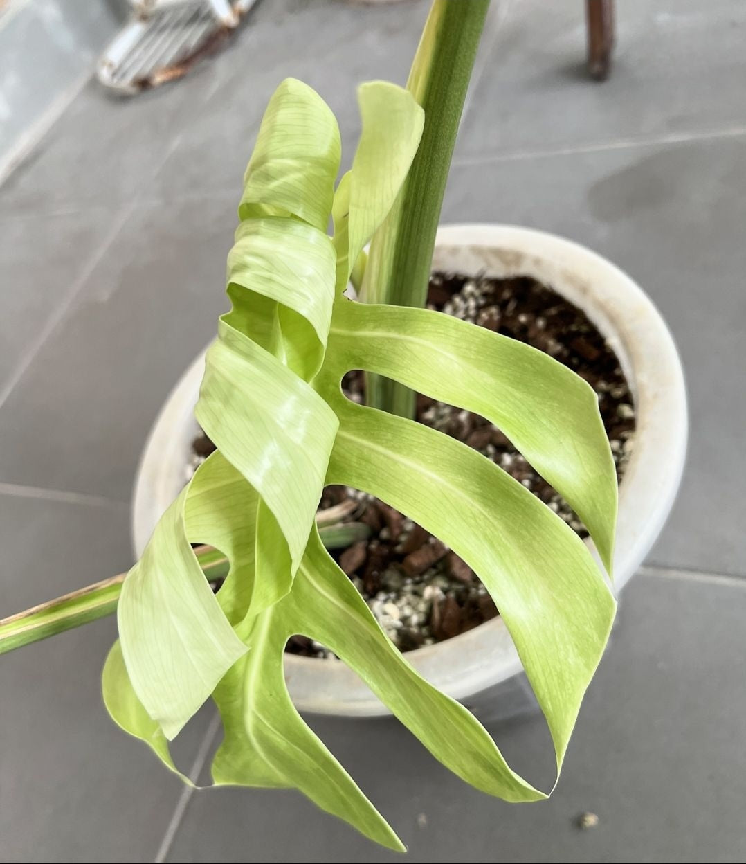 (UG-07)Root in moss 4+ leaves 1ft tall FULL PLANT- Monstera Delisiosa 'Mint' Variegated Rare Plant- Get Similar to the picture - 🪴 Voelk Art & Plants Inc 🪴