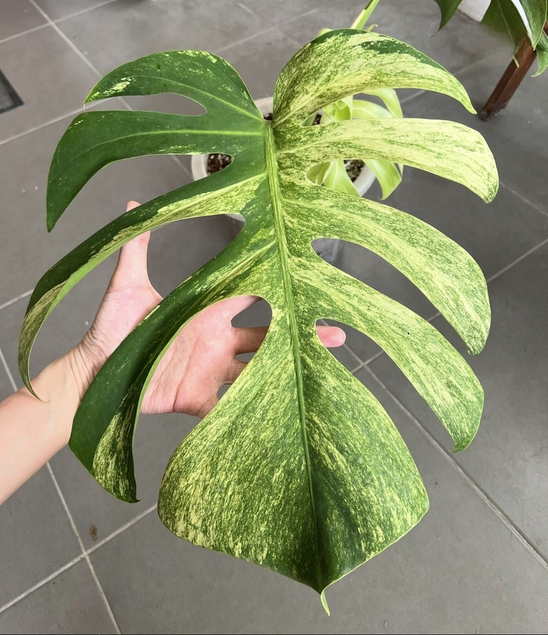 (UG-07)Root in moss 4+ leaves 1ft tall FULL PLANT- Monstera Delisiosa 'Mint' Variegated Rare Plant- Get Similar to the picture - 🪴 Voelk Art & Plants Inc 🪴