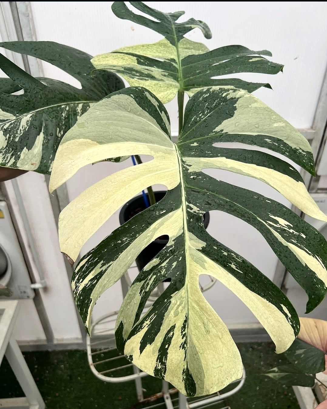 (UG-07)Root in moss 4+ leaves 1ft tall FULL PLANT- Monstera Delisiosa 'Mint' Variegated Rare Plant- Get Similar to the picture - 🪴 Voelk Art & Plants Inc 🪴