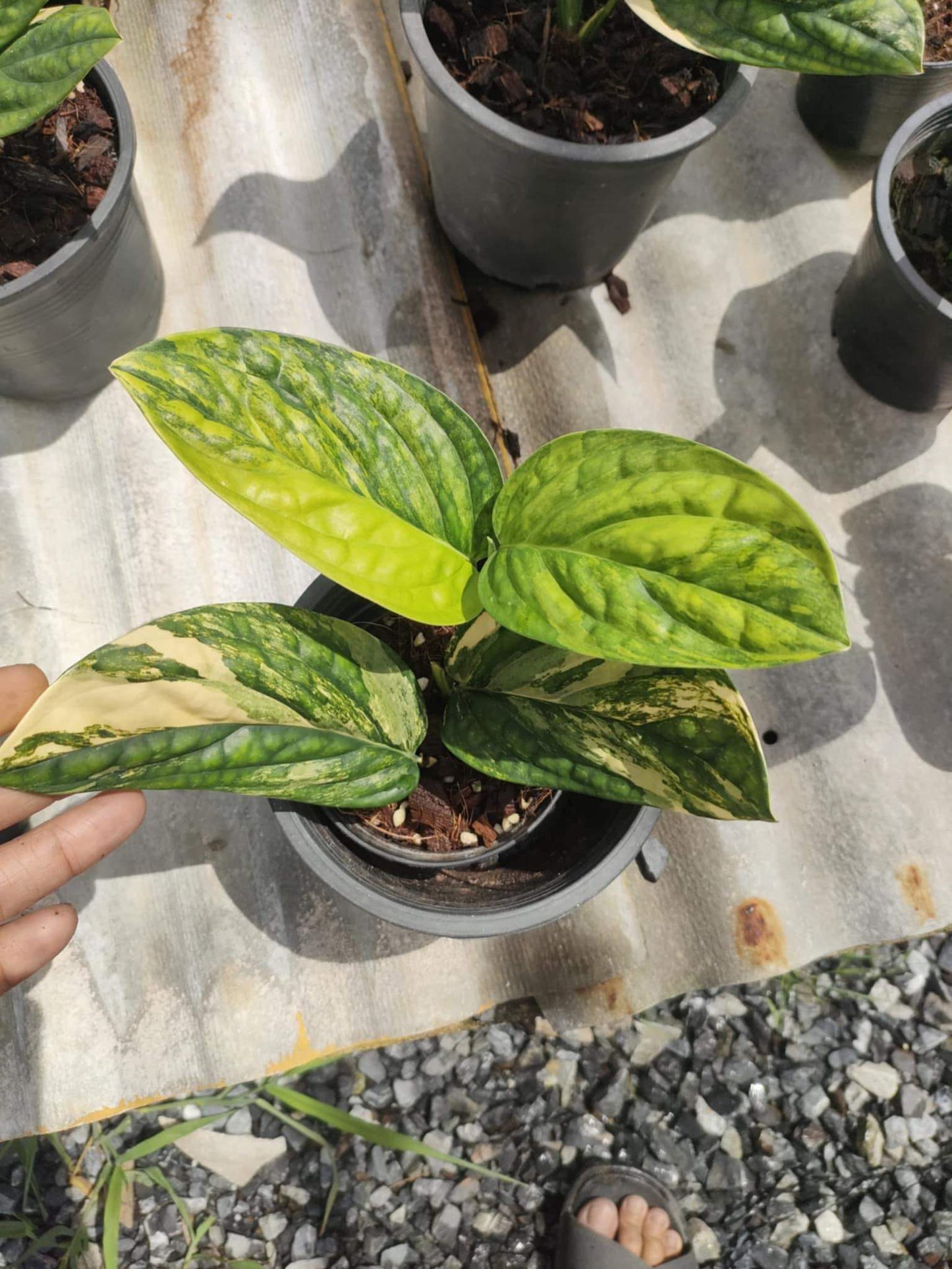 (UG-08)Root in moss 4-5+ leaves- Monstera Peru Variegated Rare Plant- Get Similar to the picture - 🪴 Voelk Art & Plants Inc 🪴