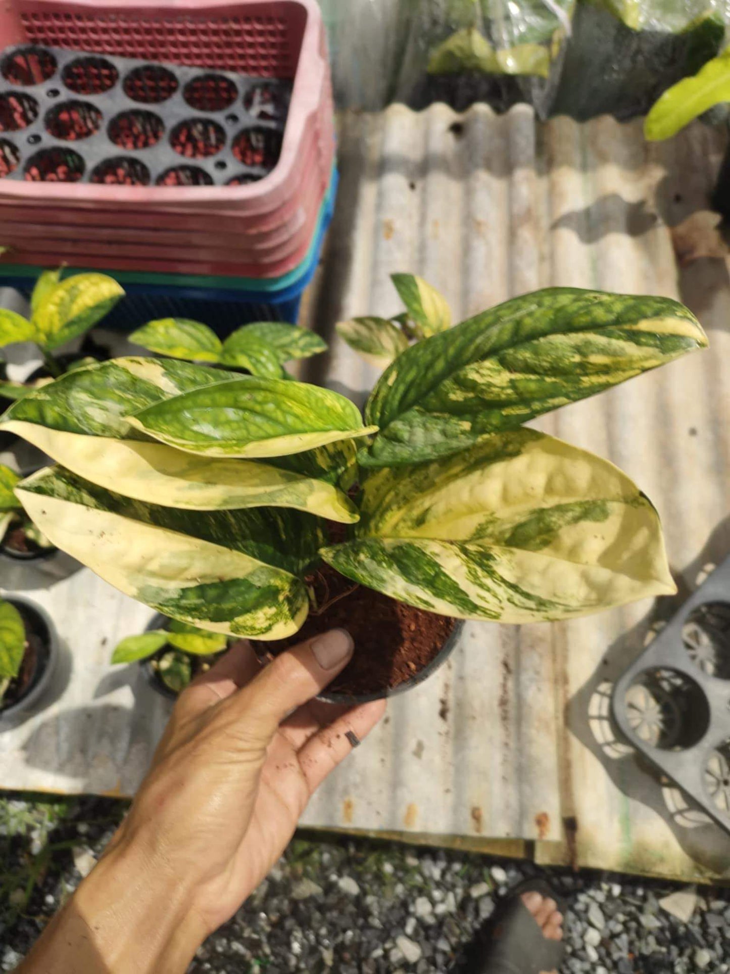(UG-08)Root in moss 4-5+ leaves- Monstera Peru Variegated Rare Plant- Get Similar to the picture - 🪴 Voelk Art & Plants Inc 🪴