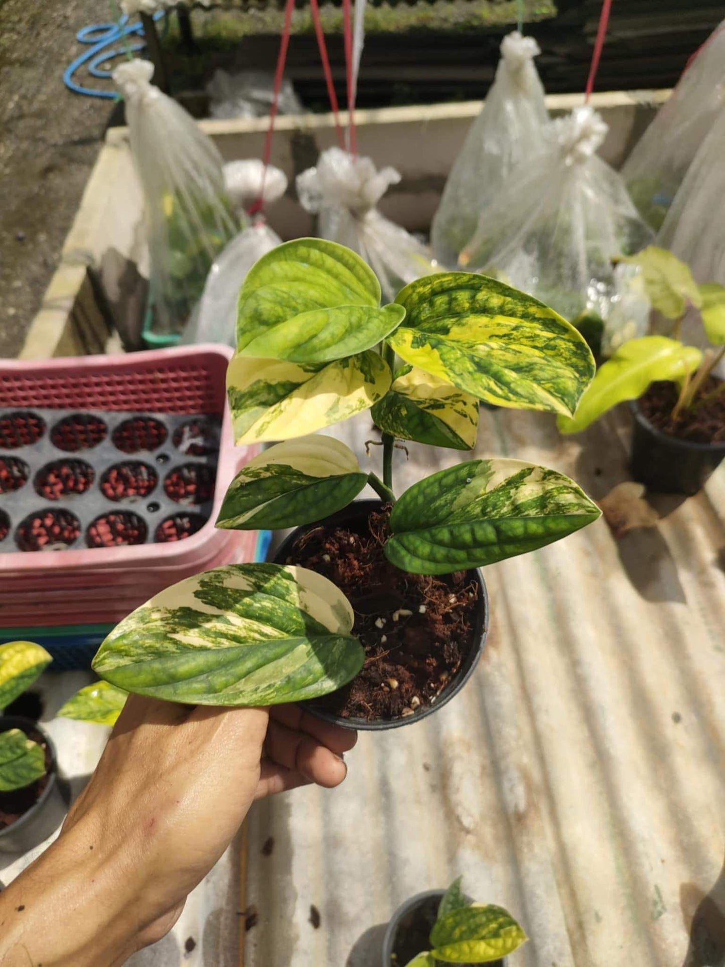 (UG-08)Root in moss 4-5+ leaves- Monstera Peru Variegated Rare Plant- Get Similar to the picture - 🪴 Voelk Art & Plants Inc 🪴