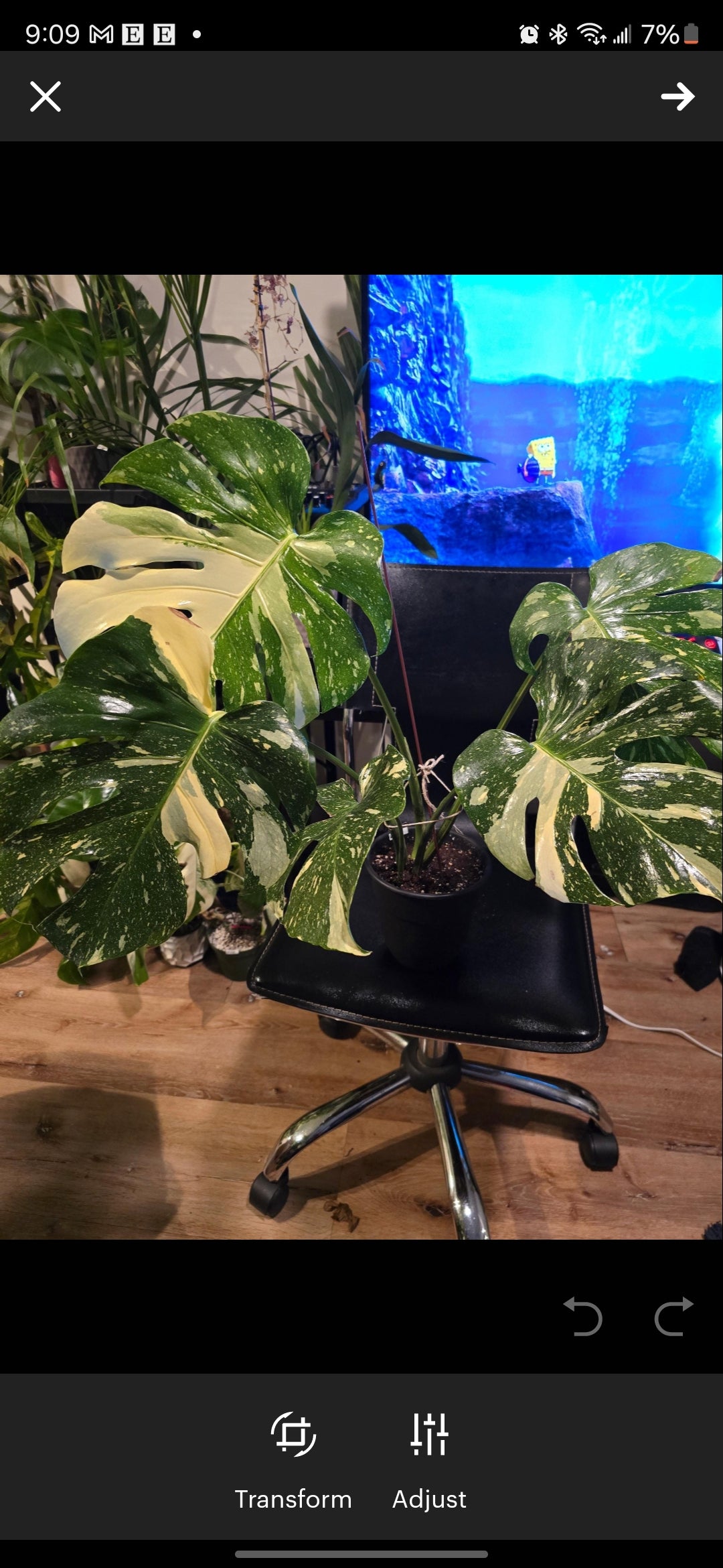 (UG-09)Root in moss 4-6+ leaves- Monstera Delisiosa 'Thai Constellation' Variegated Rare Plant- Get Similar to the picture - 🪴 Voelk Art & Plants Inc 🪴