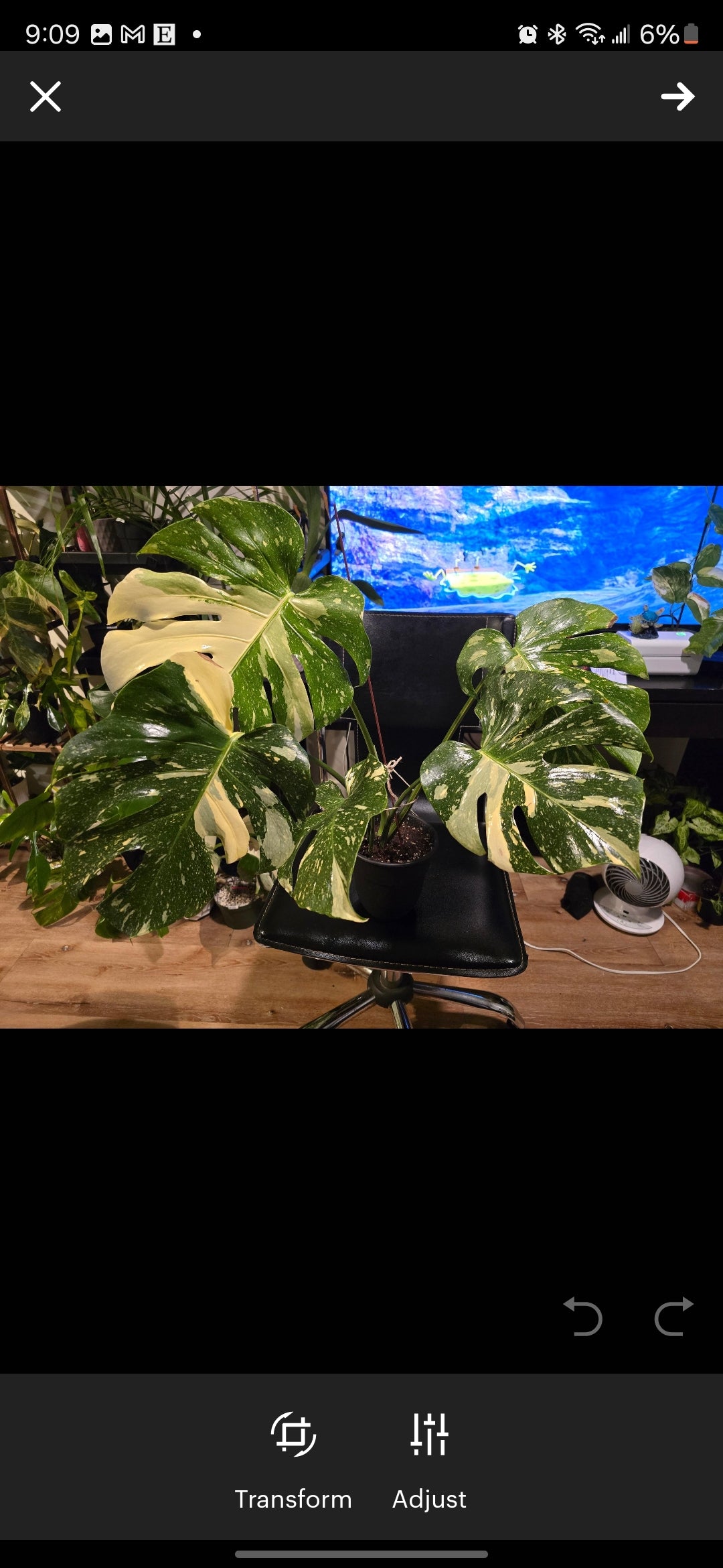 (UG-09)Root in moss 4-6+ leaves- Monstera Delisiosa 'Thai Constellation' Variegated Rare Plant- Get Similar to the picture - 🪴 Voelk Art & Plants Inc 🪴