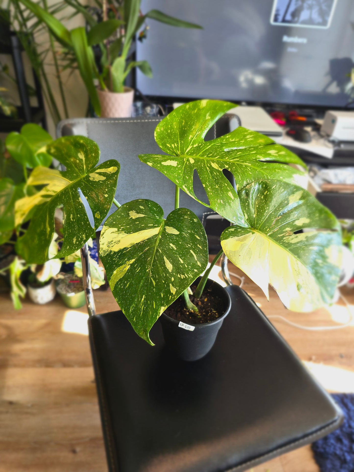 (UG-09)Root in moss 4-6+ leaves- Monstera Delisiosa 'Thai Constellation' Variegated Rare Plant- Get Similar to the picture - 🪴 Voelk Art & Plants Inc 🪴