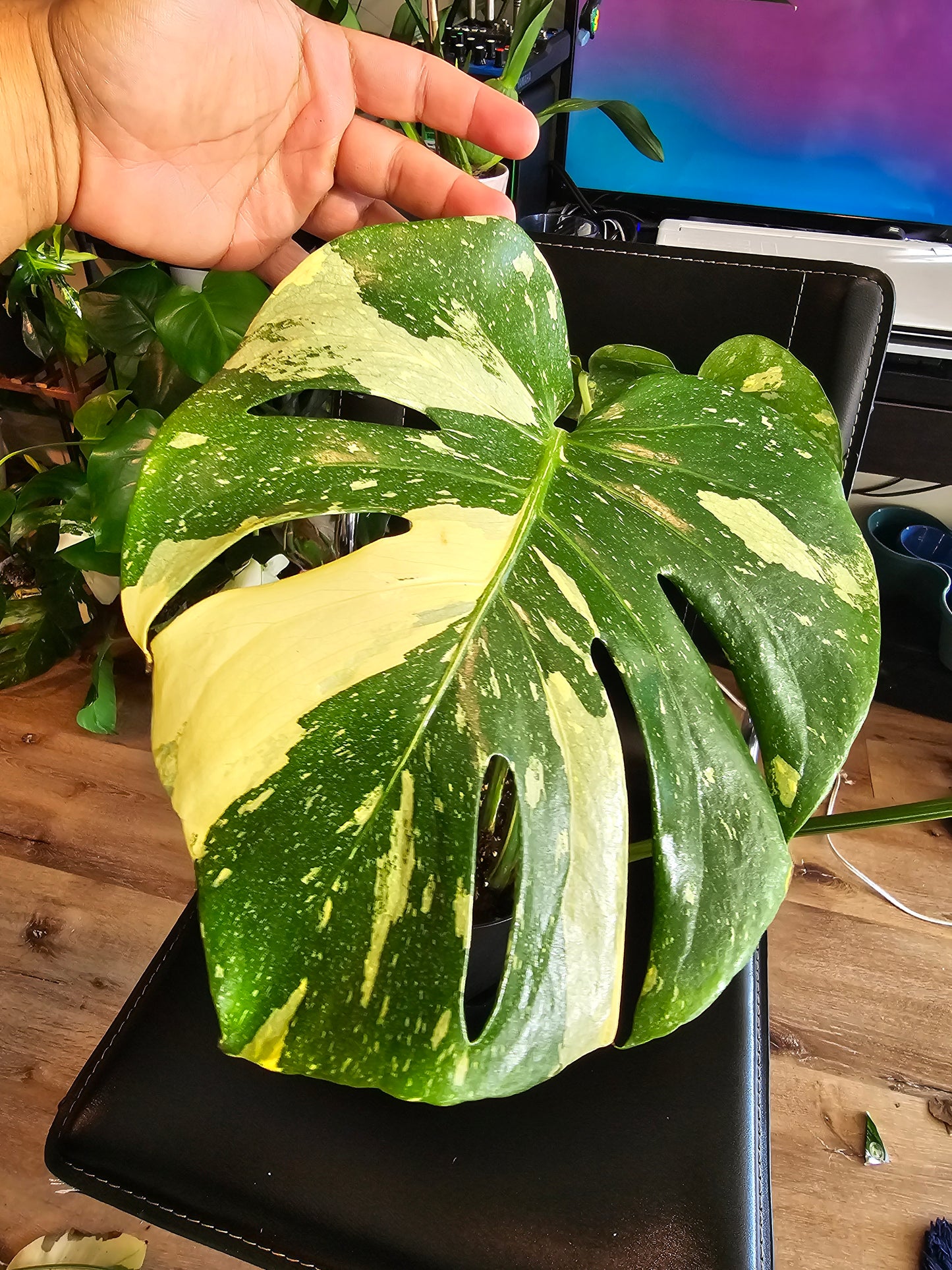 (UG-09)Root in moss 4-6+ leaves- Monstera Delisiosa 'Thai Constellation' Variegated Rare Plant- Get Similar to the picture - 🪴 Voelk Art & Plants Inc 🪴