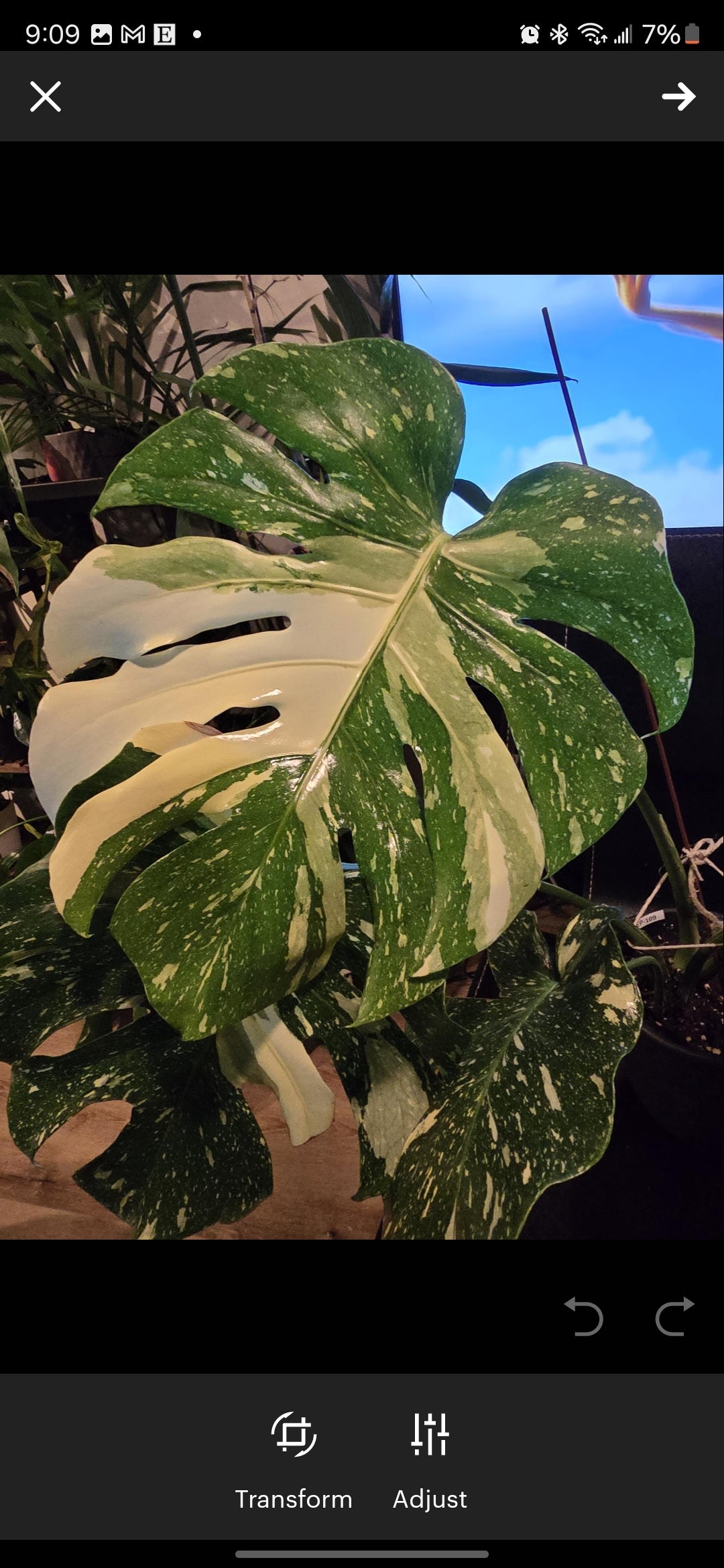 (UG-09)Root in moss 4-6+ leaves- Monstera Delisiosa 'Thai Constellation' Variegated Rare Plant- Get Similar to the picture - 🪴 Voelk Art & Plants Inc 🪴