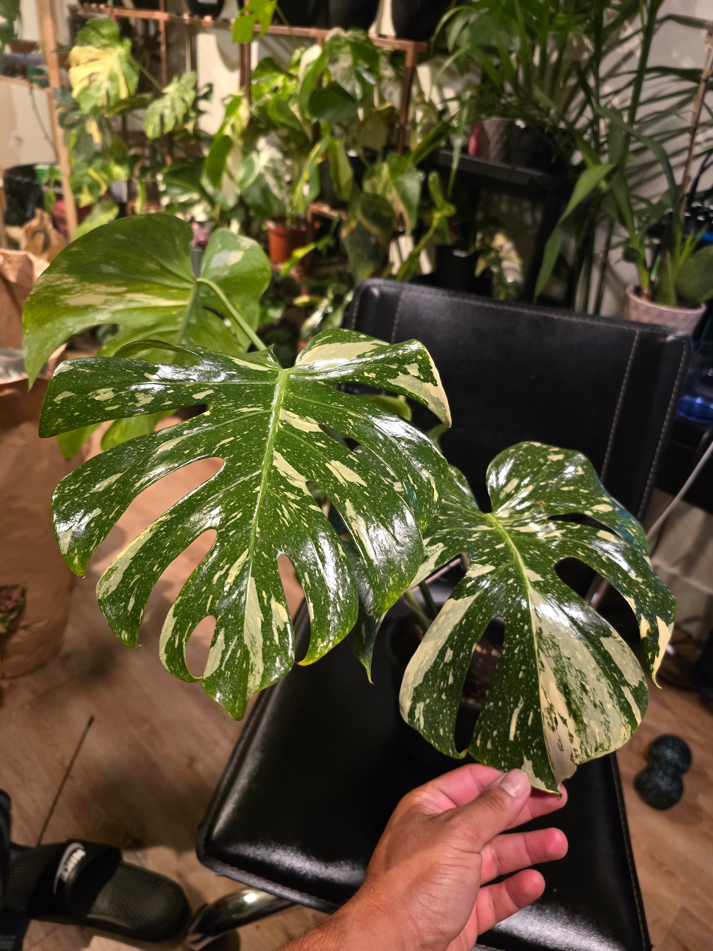 (UG-09)Root in moss 4-6+ leaves- Monstera Delisiosa 'Thai Constellation' Variegated Rare Plant- Get Similar to the picture - 🪴 Voelk Art & Plants Inc 🪴